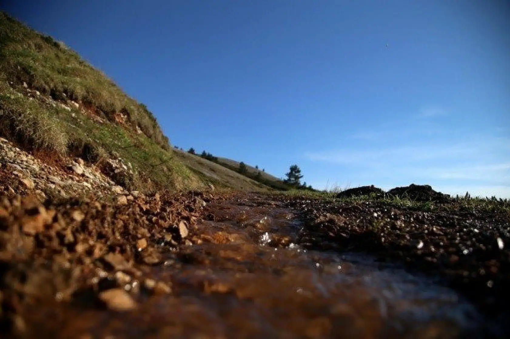Ilgaz Dağı'nın zirvesinde çiçekler yeni açıyor