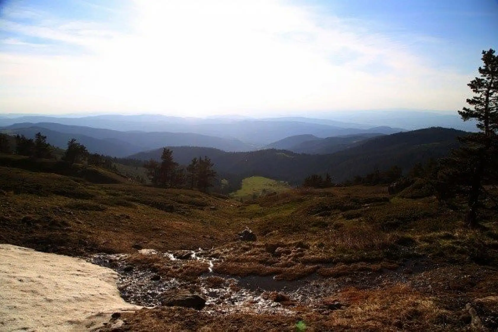 Ilgaz Dağı'nın zirvesinde çiçekler yeni açıyor
