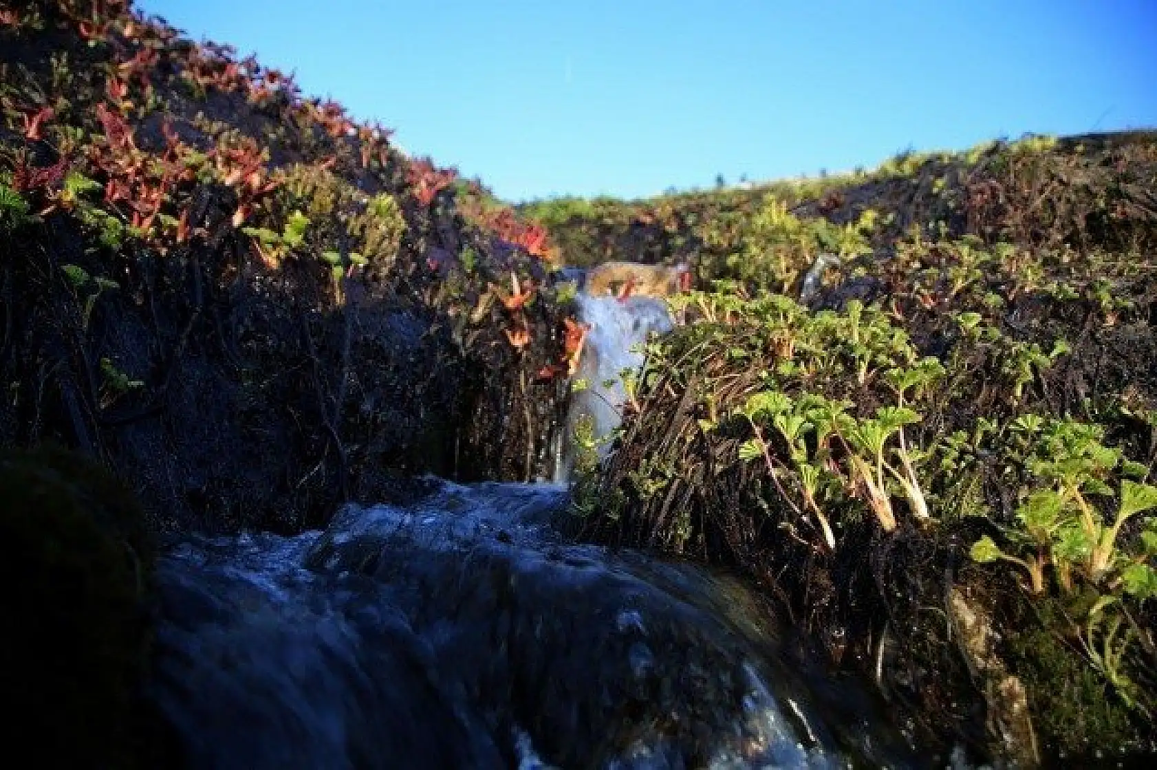 Ilgaz Dağı'nın zirvesinde çiçekler yeni açıyor