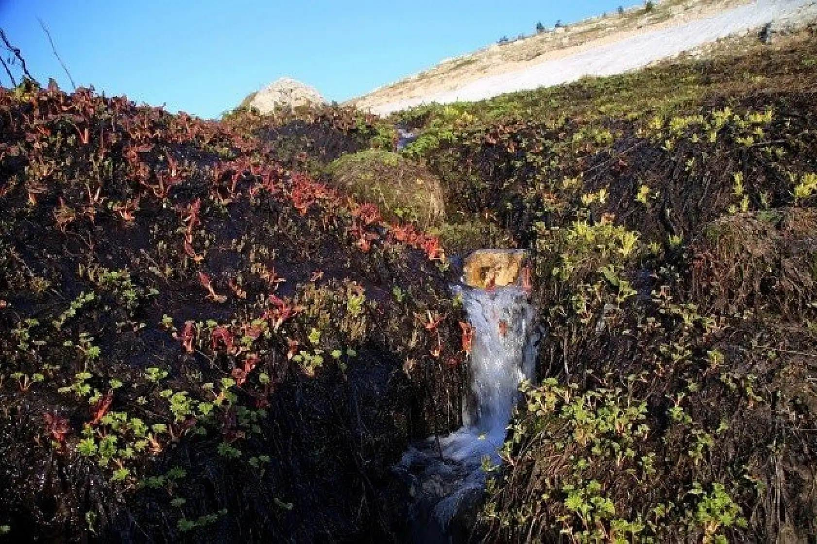 Ilgaz Dağı'nın zirvesinde çiçekler yeni açıyor
