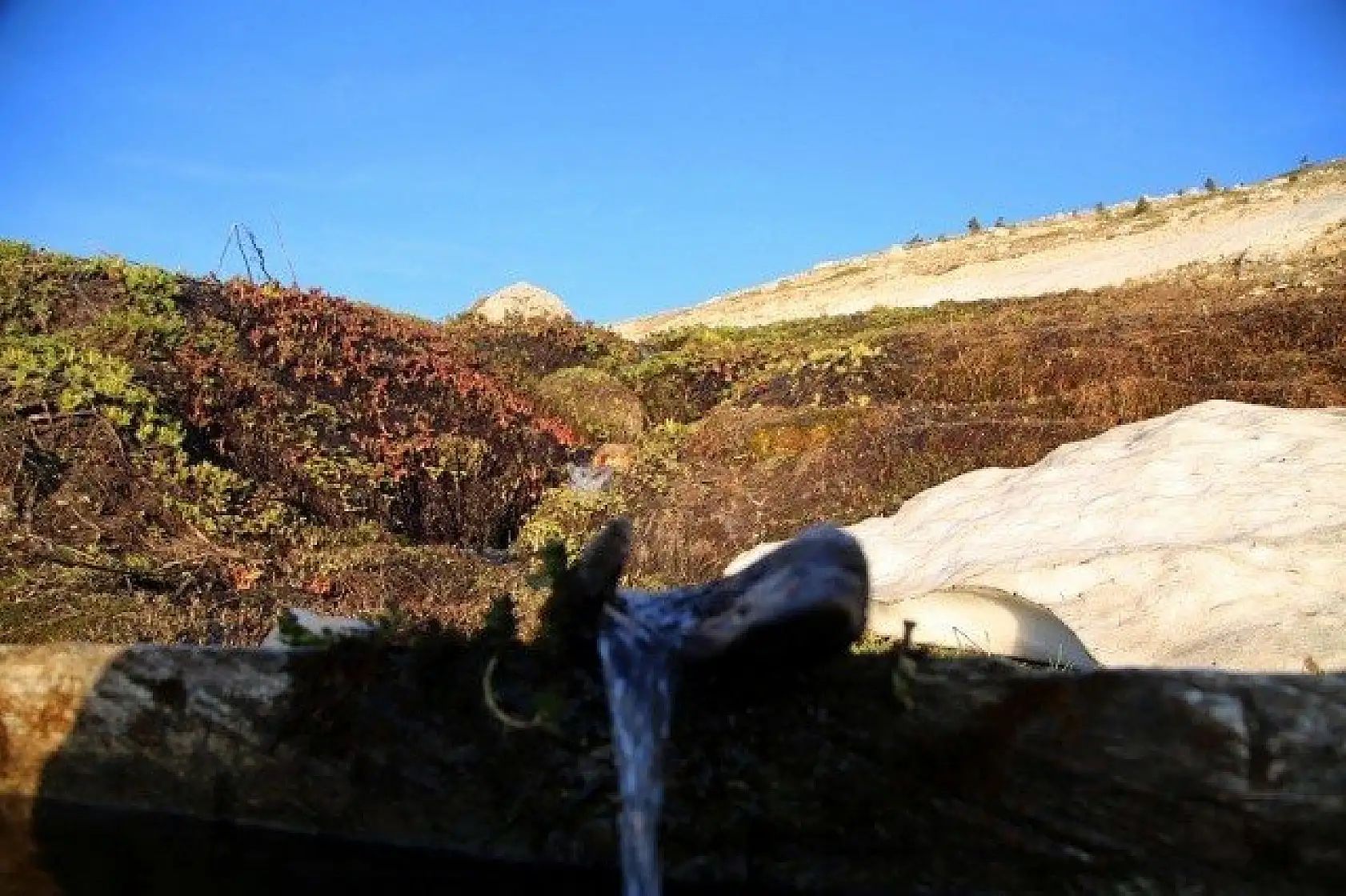 Ilgaz Dağı'nın zirvesinde çiçekler yeni açıyor