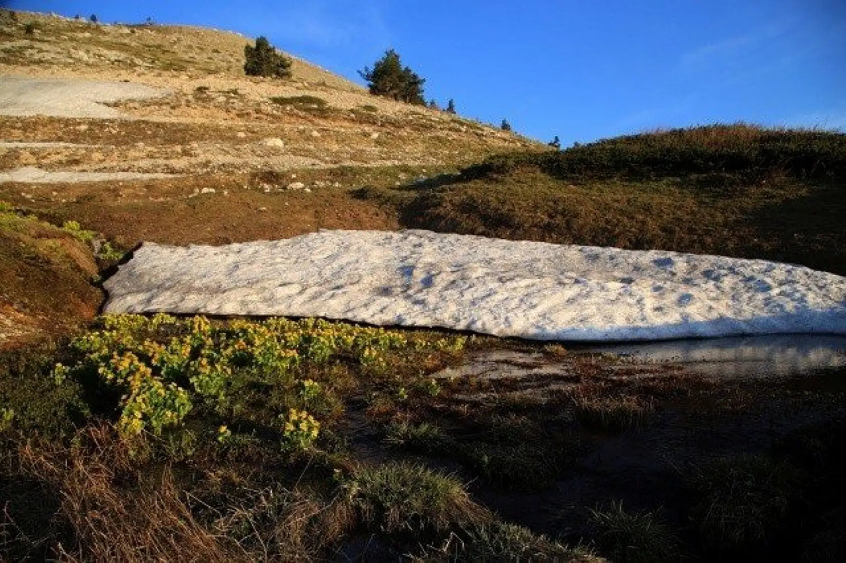 Ilgaz Dağı'nın zirvesinde çiçekler yeni açıyor