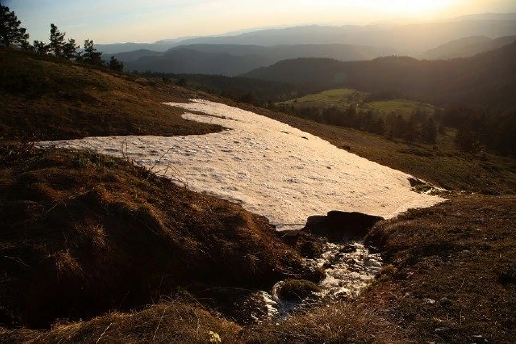 Ilgaz Dağı'nın zirvesinde çiçekler yeni açıyor