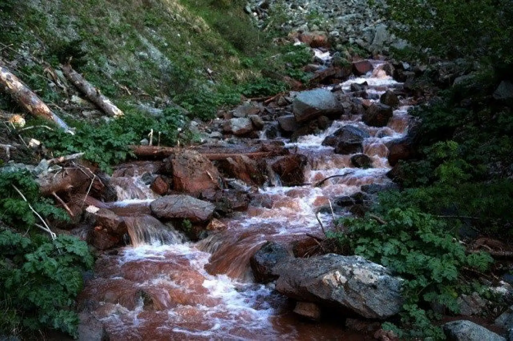 Ilgaz Dağı'nın zirvesinde çiçekler yeni açıyor