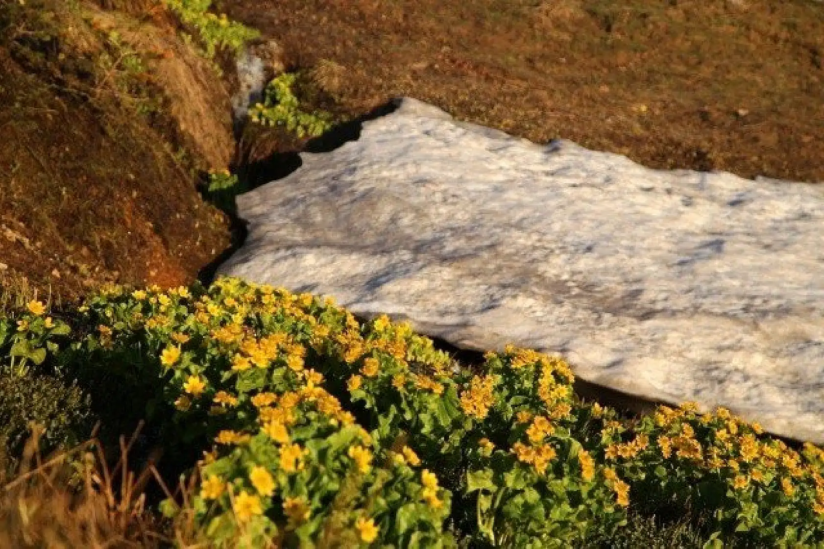 Ilgaz Dağı'nın zirvesinde çiçekler yeni açıyor