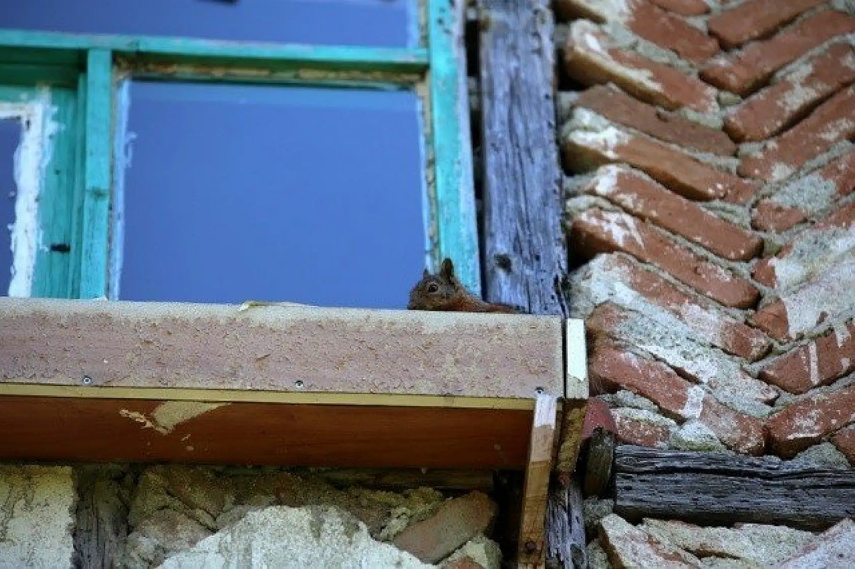 &quotKüçük sevimli misafirleri" evinin penceresinde ağırlıyor