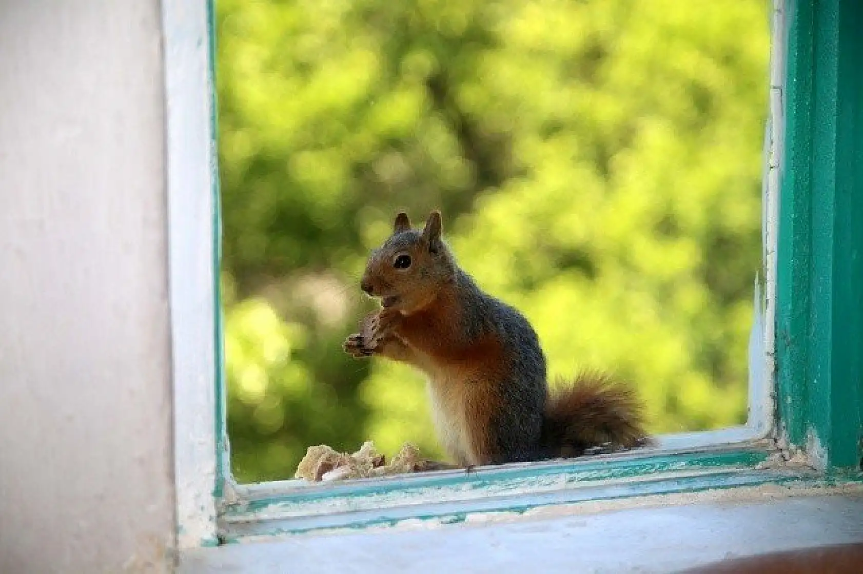 &quotKüçük sevimli misafirleri" evinin penceresinde ağırlıyor