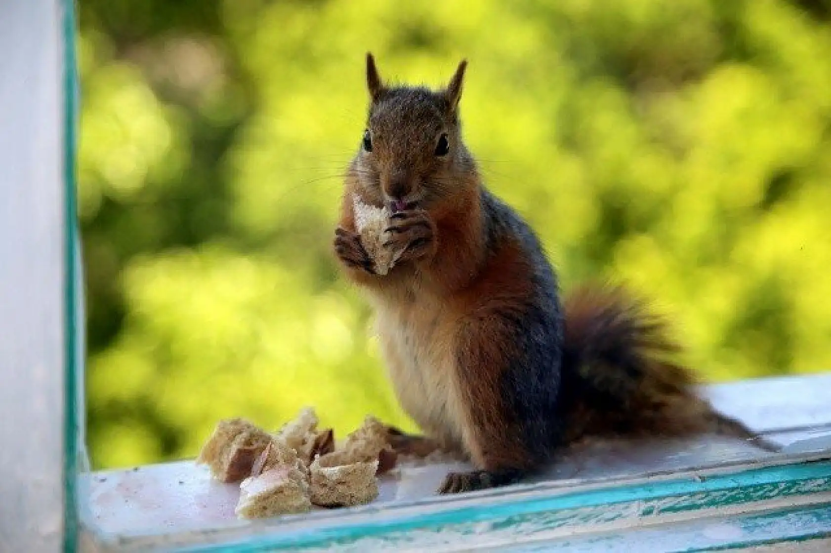 &quotKüçük sevimli misafirleri" evinin penceresinde ağırlıyor