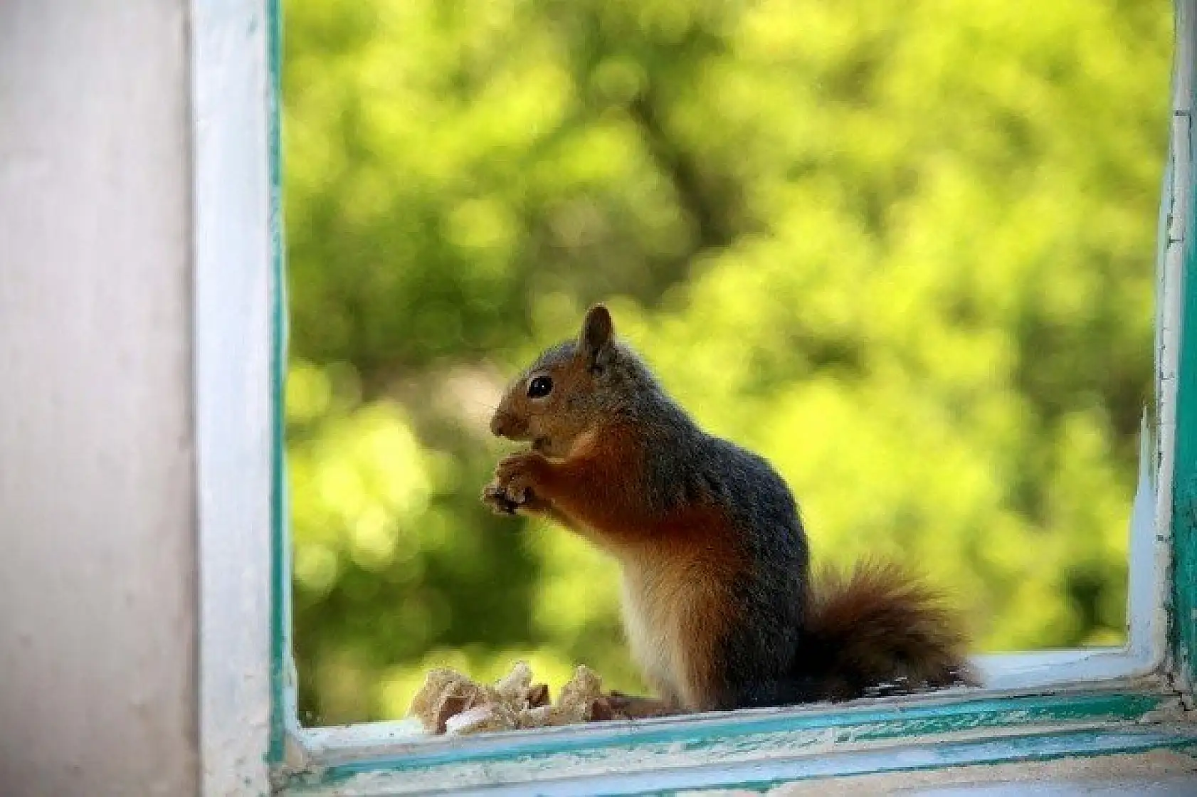 &quotKüçük sevimli misafirleri" evinin penceresinde ağırlıyor