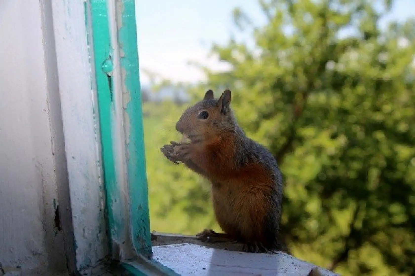 &quotKüçük sevimli misafirleri" evinin penceresinde ağırlıyor