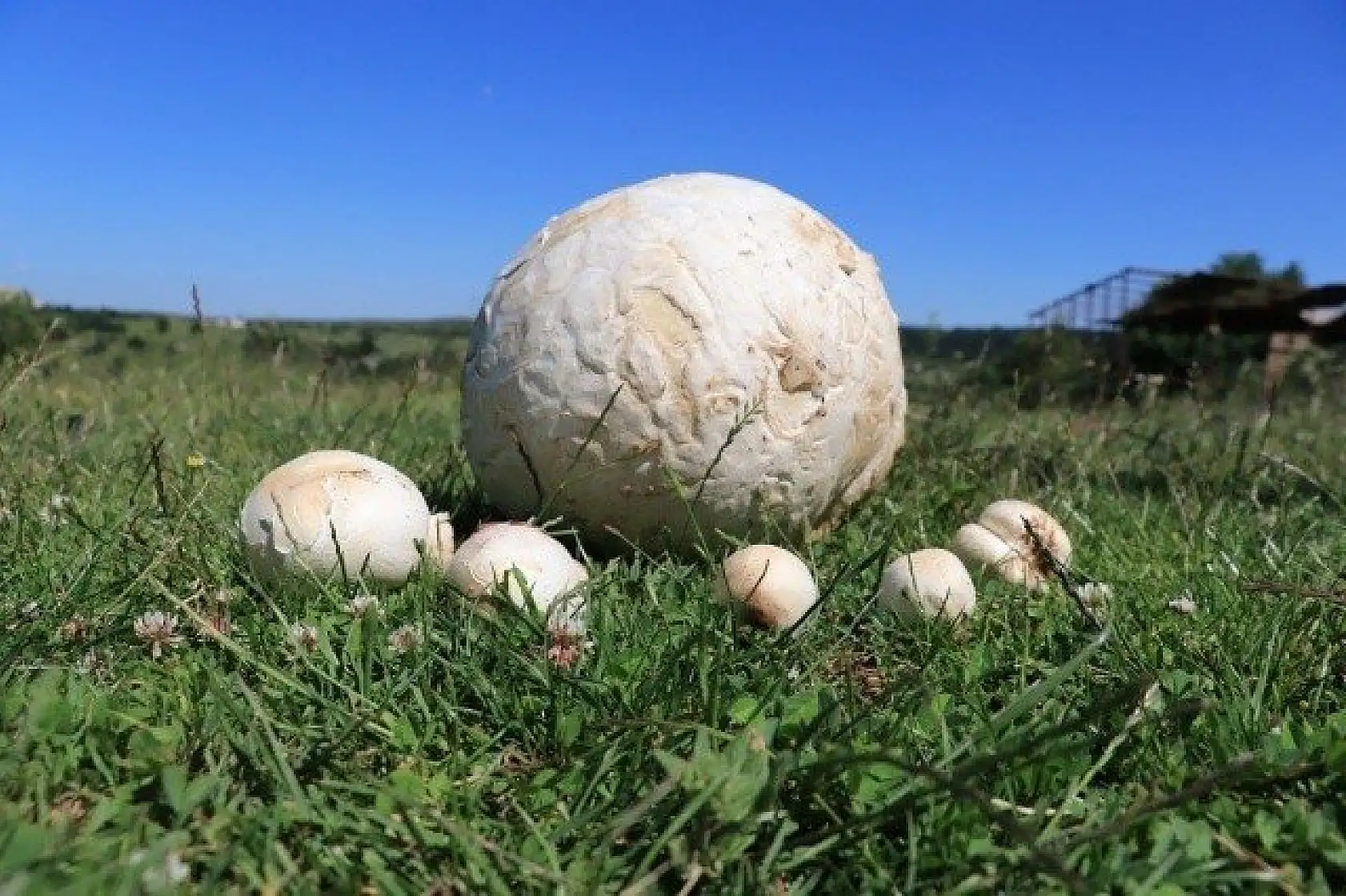 Top zannetti, 5 kilogram ağırlığında mantar çıktı