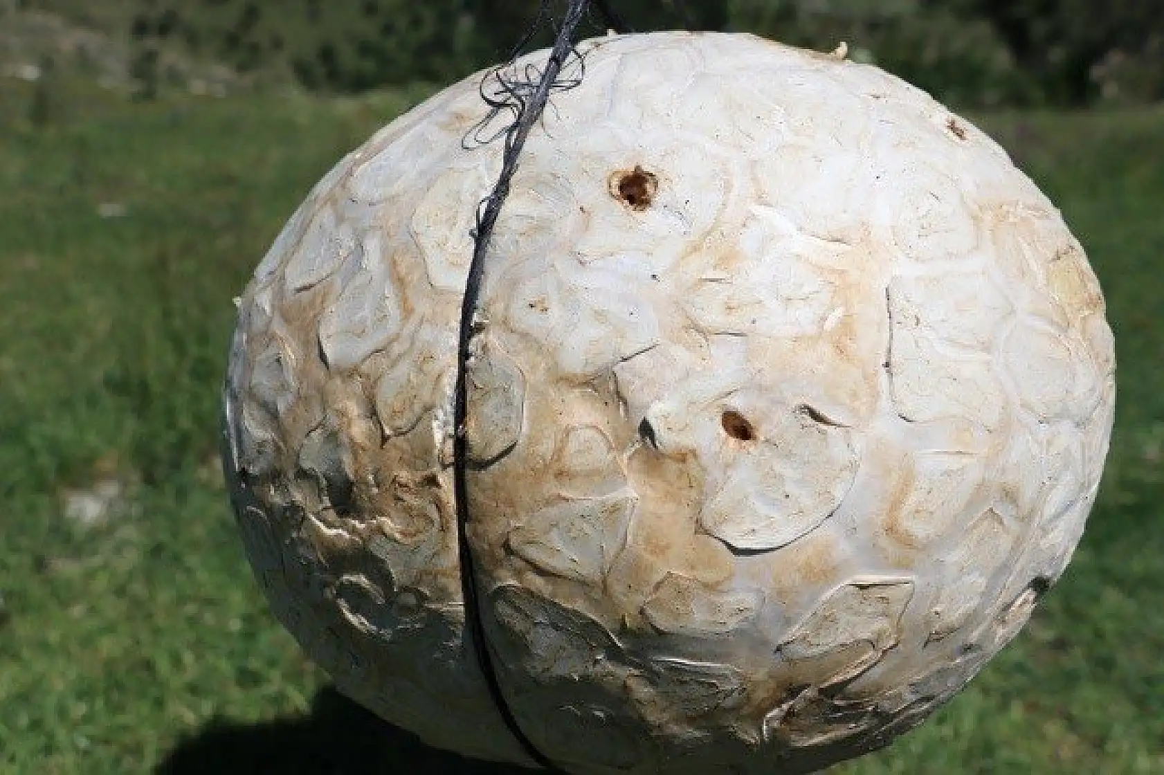 Top zannetti, 5 kilogram ağırlığında mantar çıktı