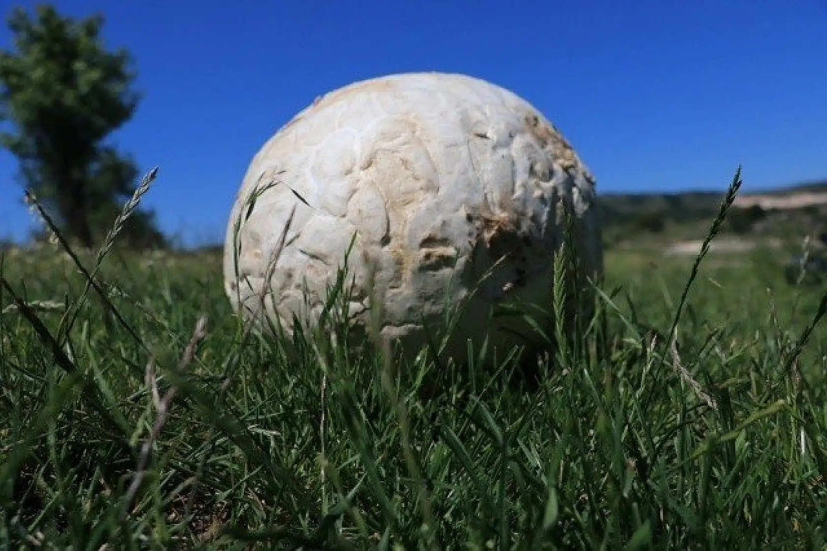 Top zannetti, 5 kilogram ağırlığında mantar çıktı