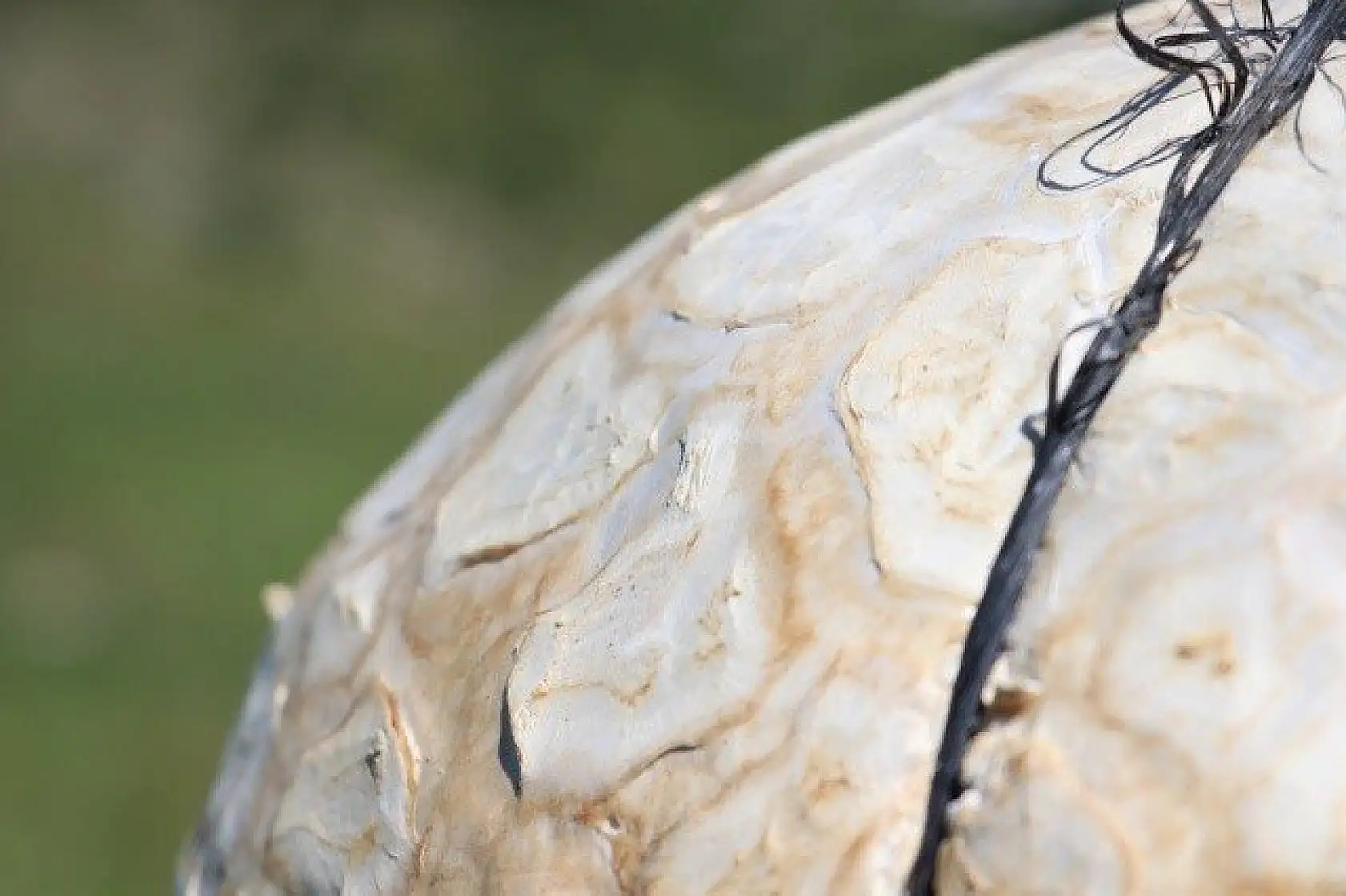 Top zannetti, 5 kilogram ağırlığında mantar çıktı