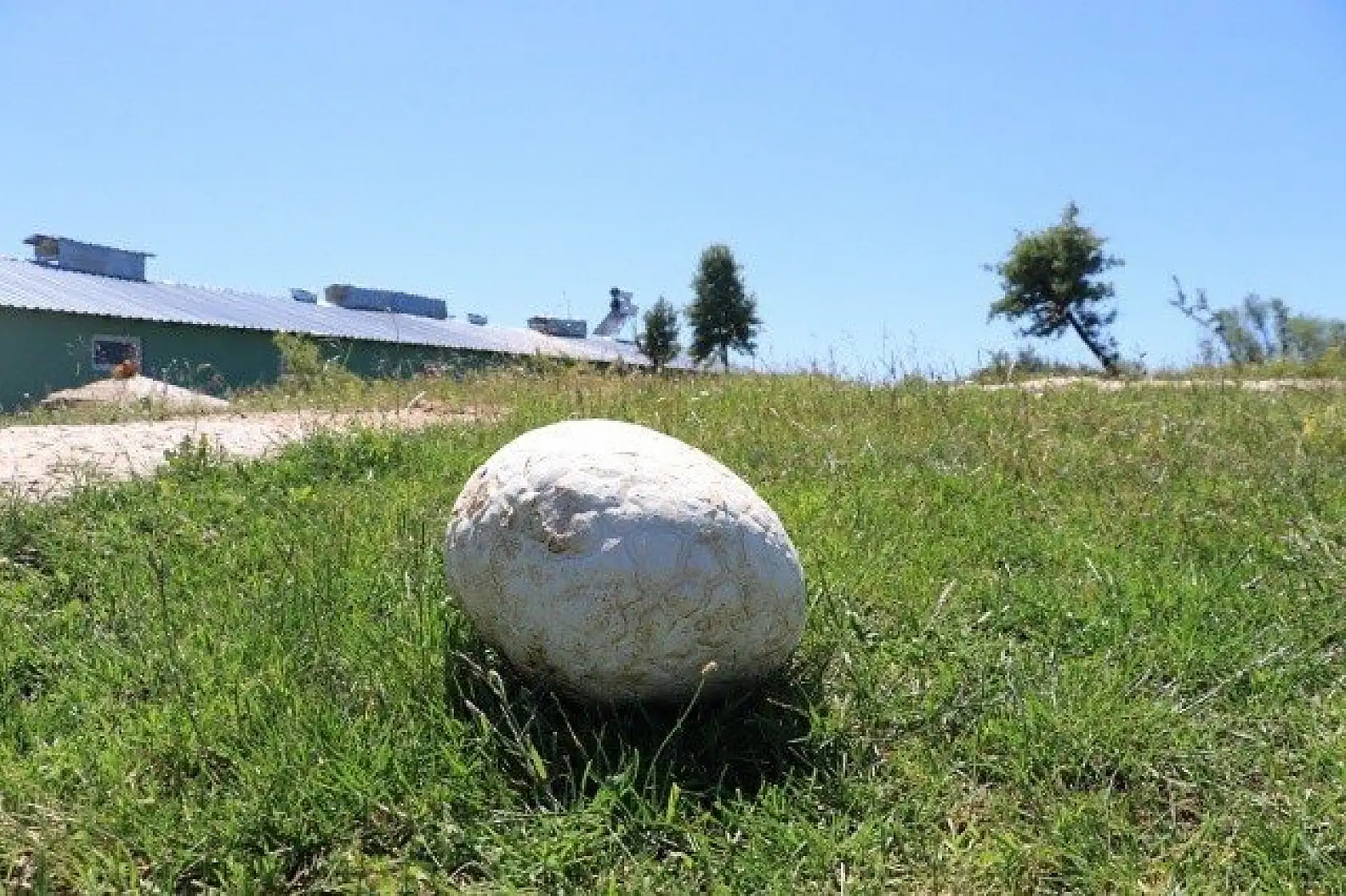Top zannetti, 5 kilogram ağırlığında mantar çıktı