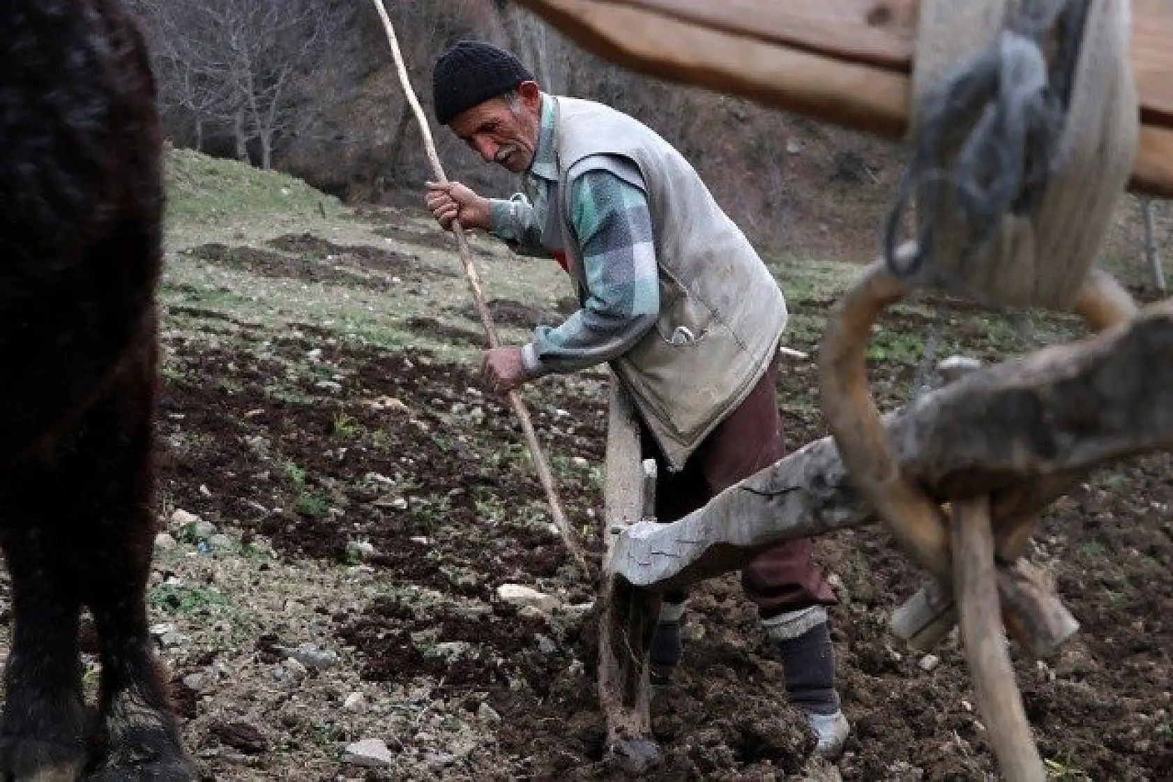 70'lik dede tarlasını kara saban ile sürüyor