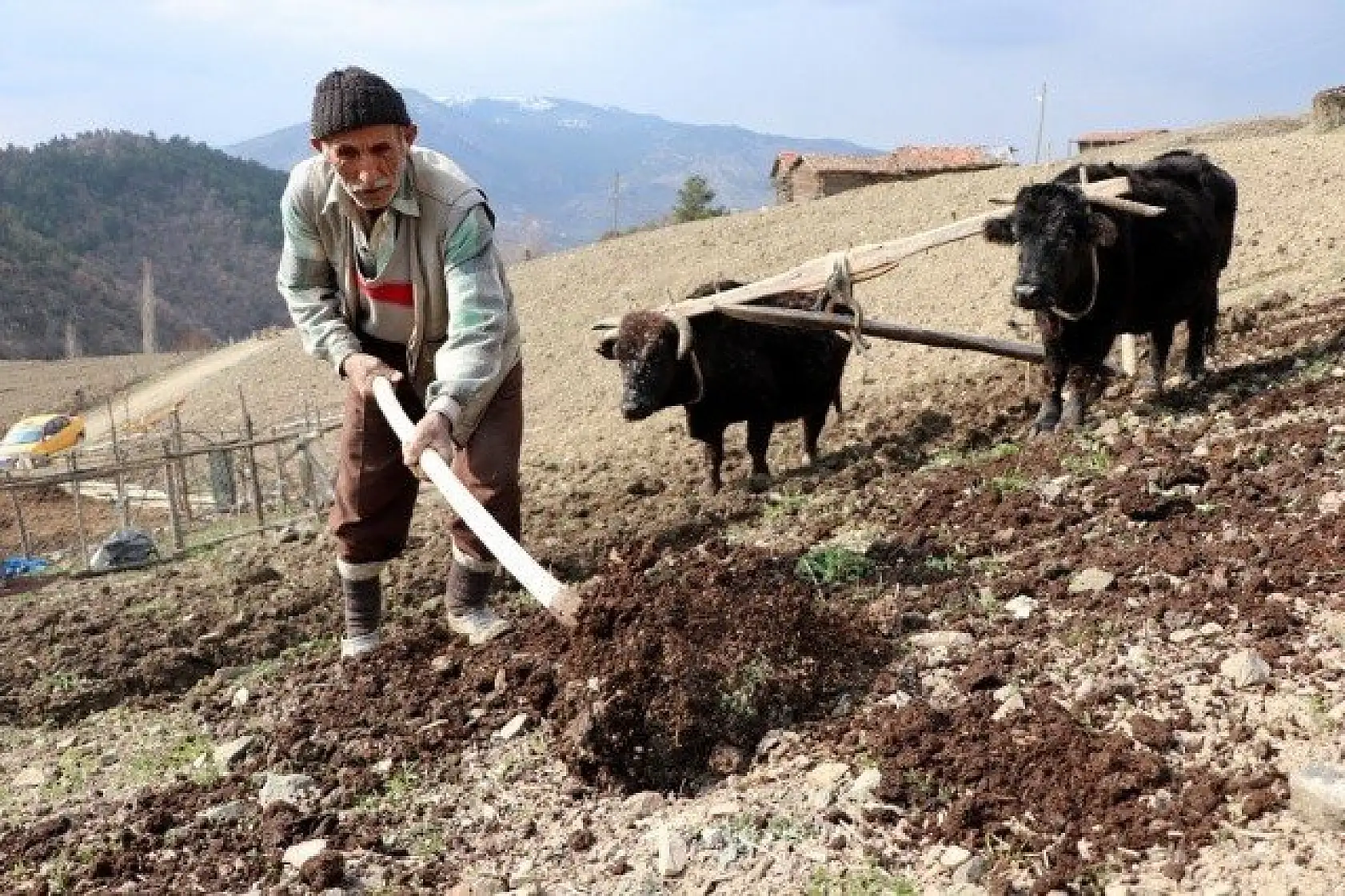 70'lik dede tarlasını kara saban ile sürüyor