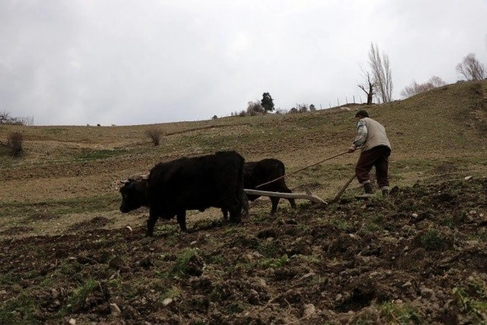 70'lik dede tarlasını kara saban ile sürüyor