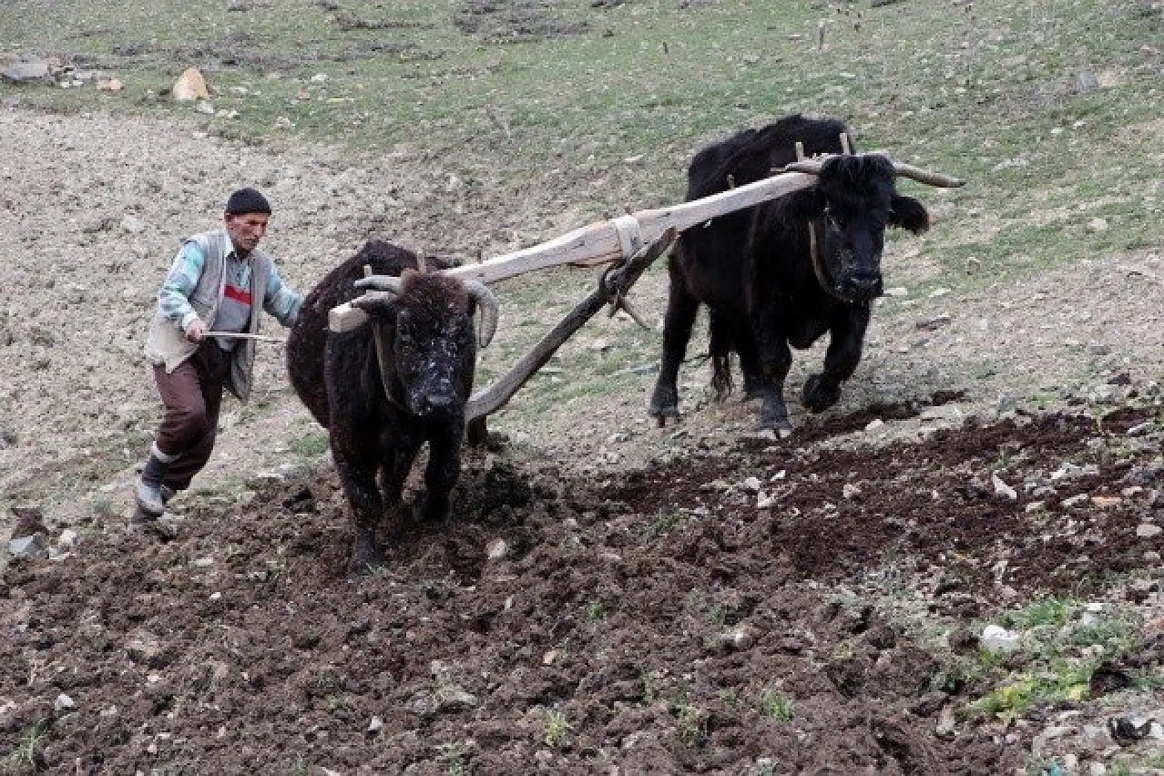 70'lik dede tarlasını kara saban ile sürüyor