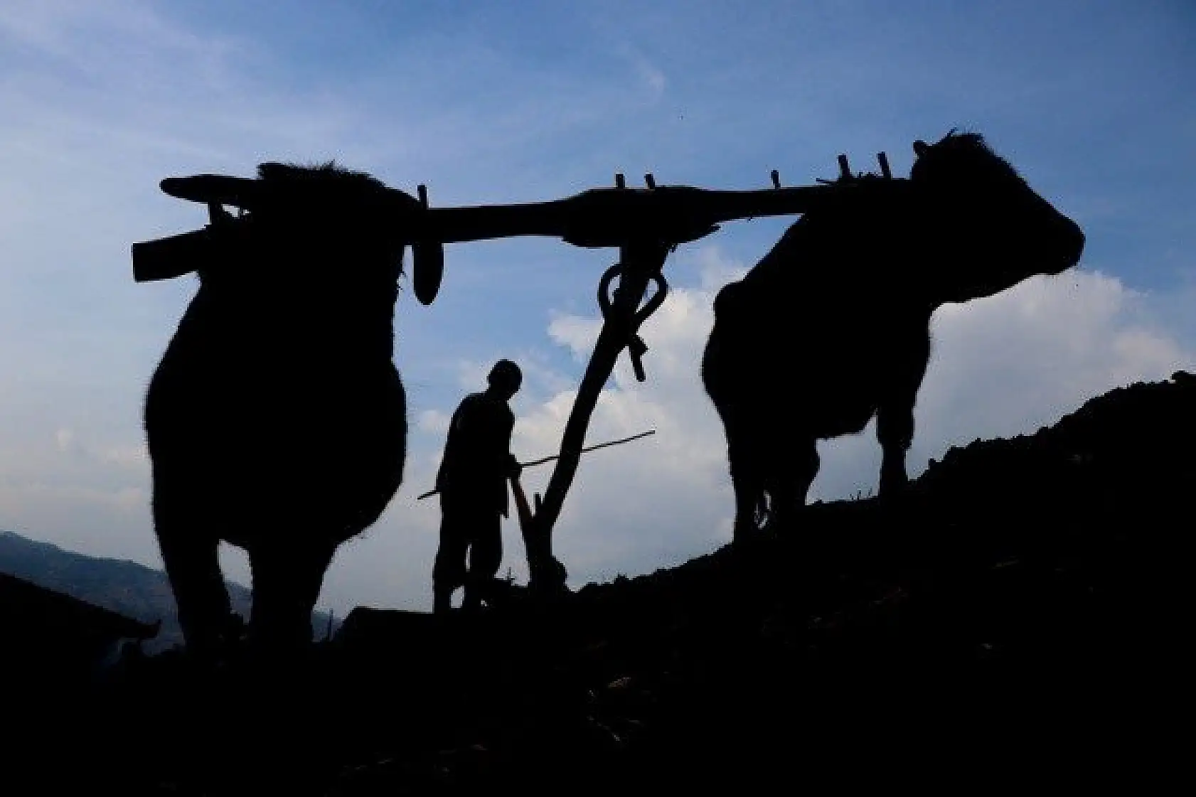 70'lik dede tarlasını kara saban ile sürüyor