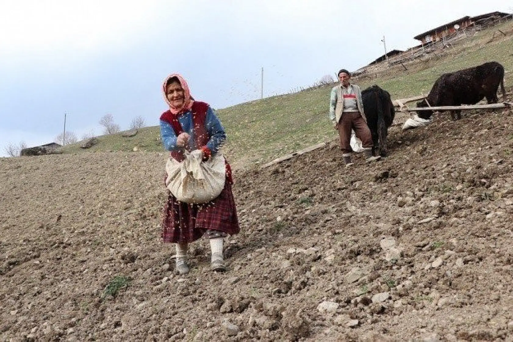 70'lik dede tarlasını kara saban ile sürüyor