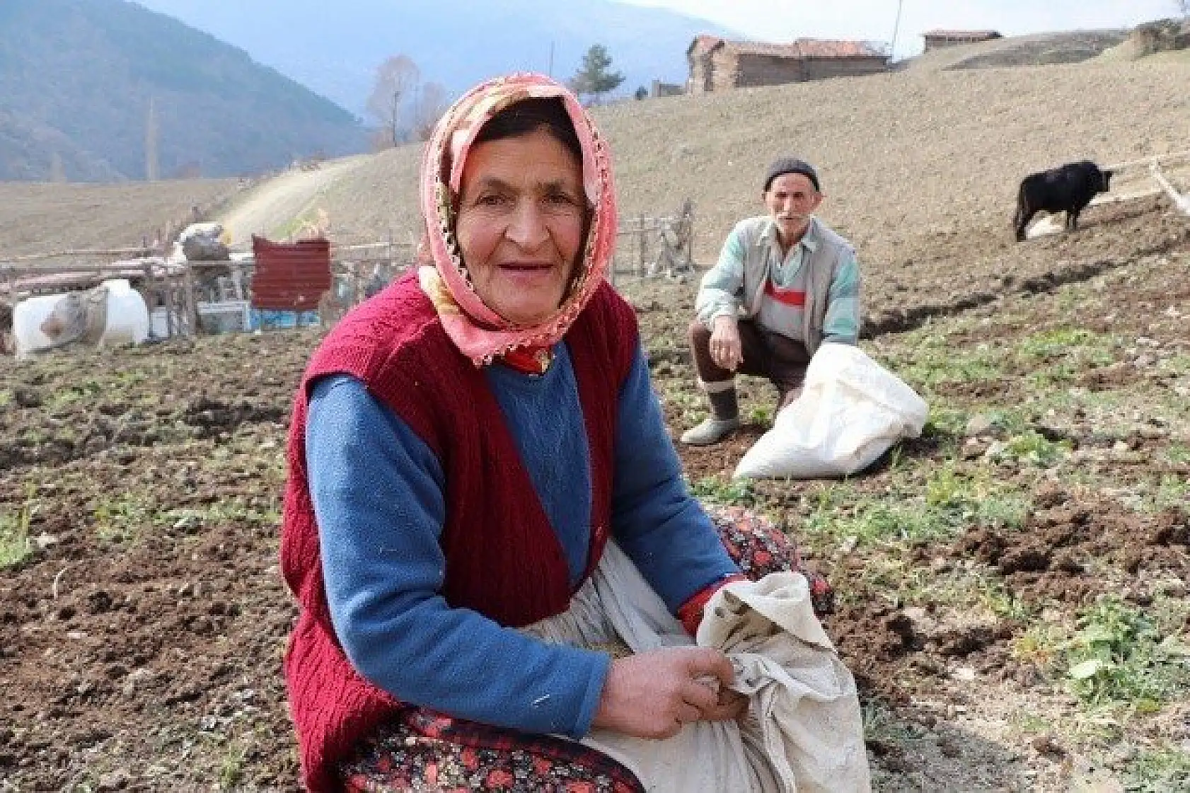 70'lik dede tarlasını kara saban ile sürüyor