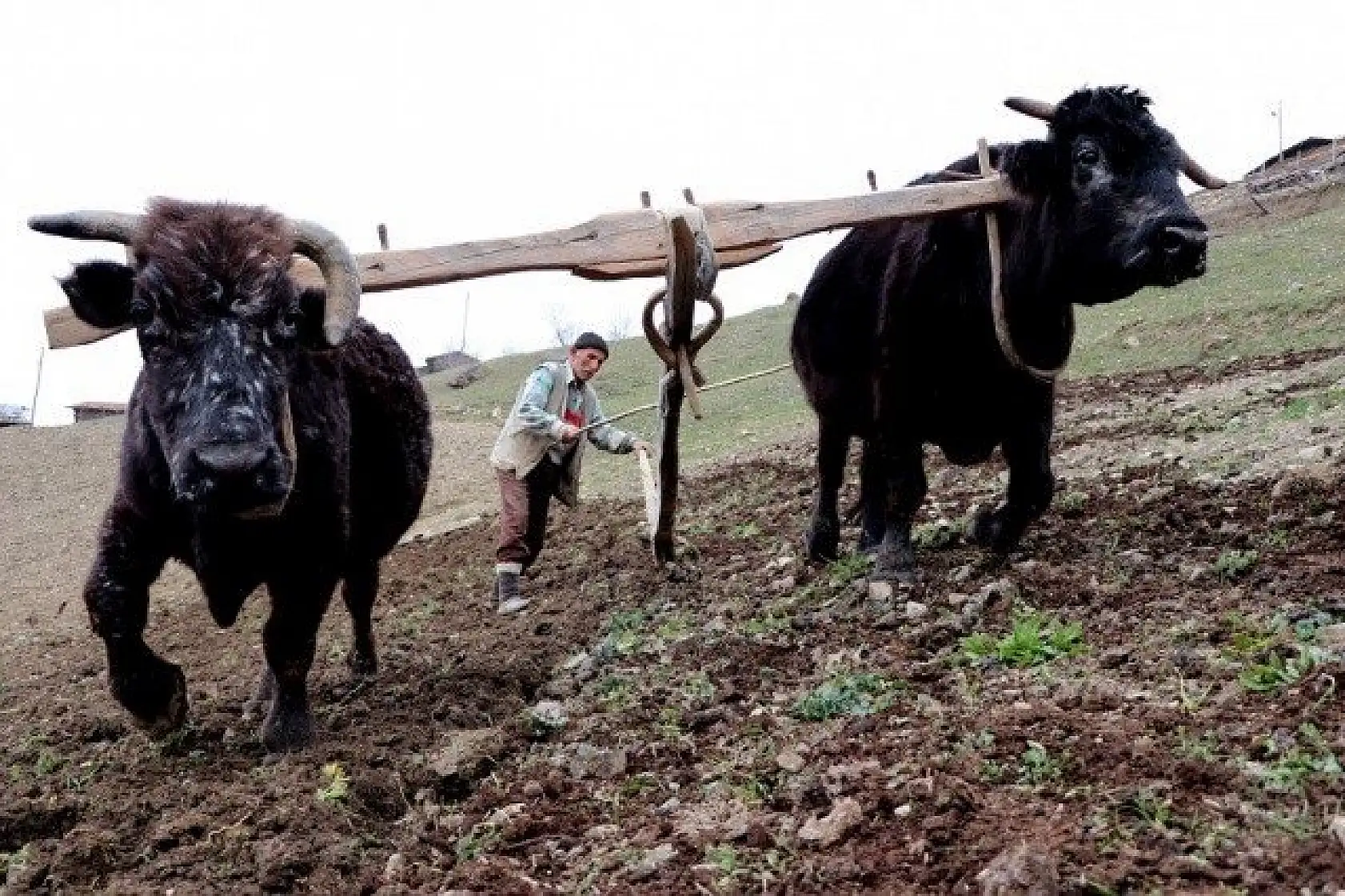 70'lik dede tarlasını kara saban ile sürüyor