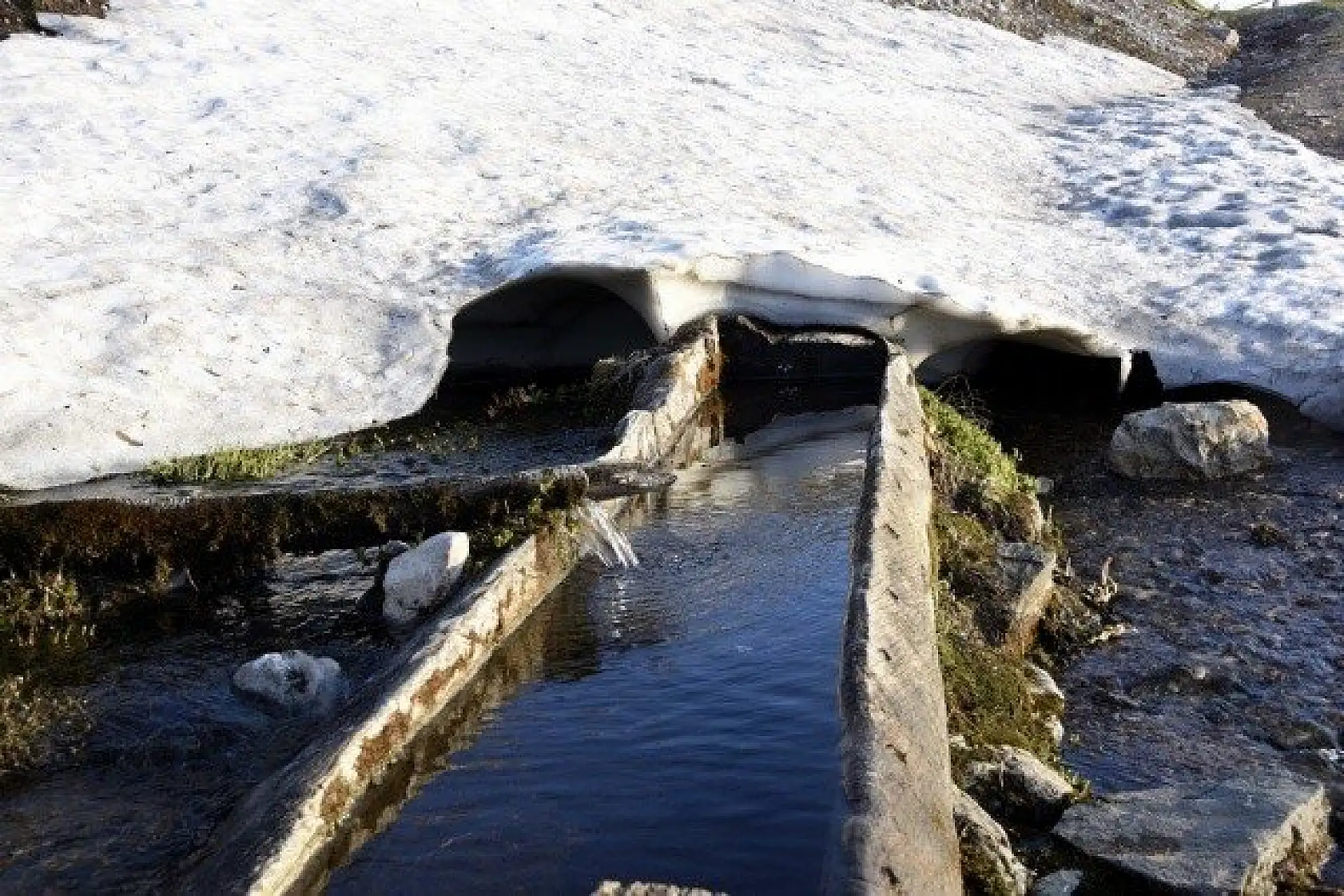 Ilgaz Dağı'nın zirvesinde çiçekler yeni açıyor