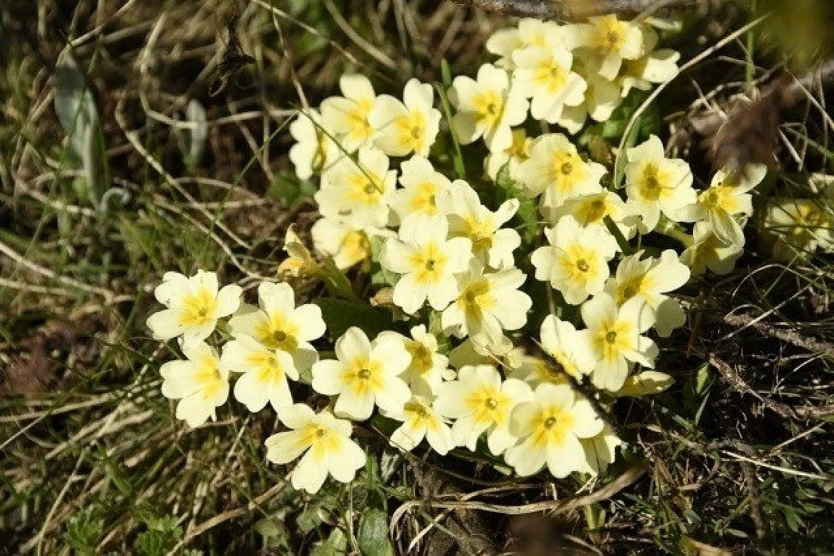 Ilgaz Dağı'nın zirvesinde çiçekler yeni açıyor