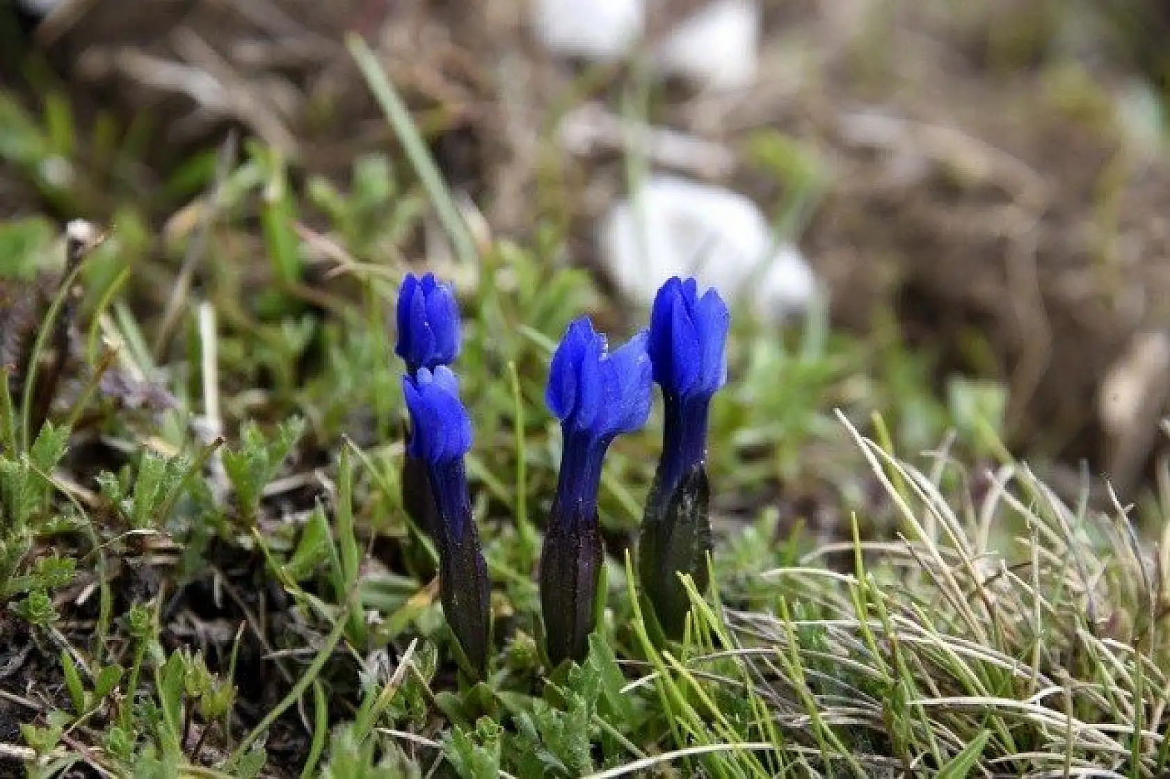 Ilgaz Dağı'nın zirvesinde çiçekler yeni açıyor
