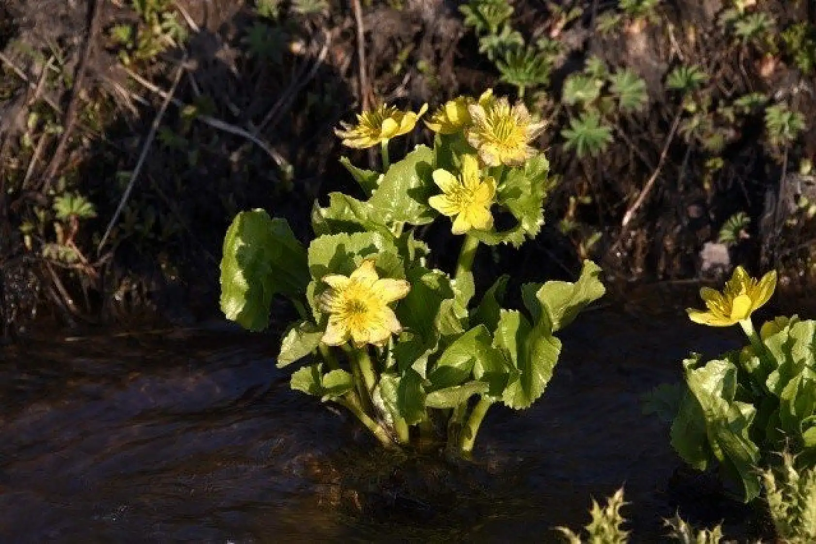 Ilgaz Dağı'nın zirvesinde çiçekler yeni açıyor