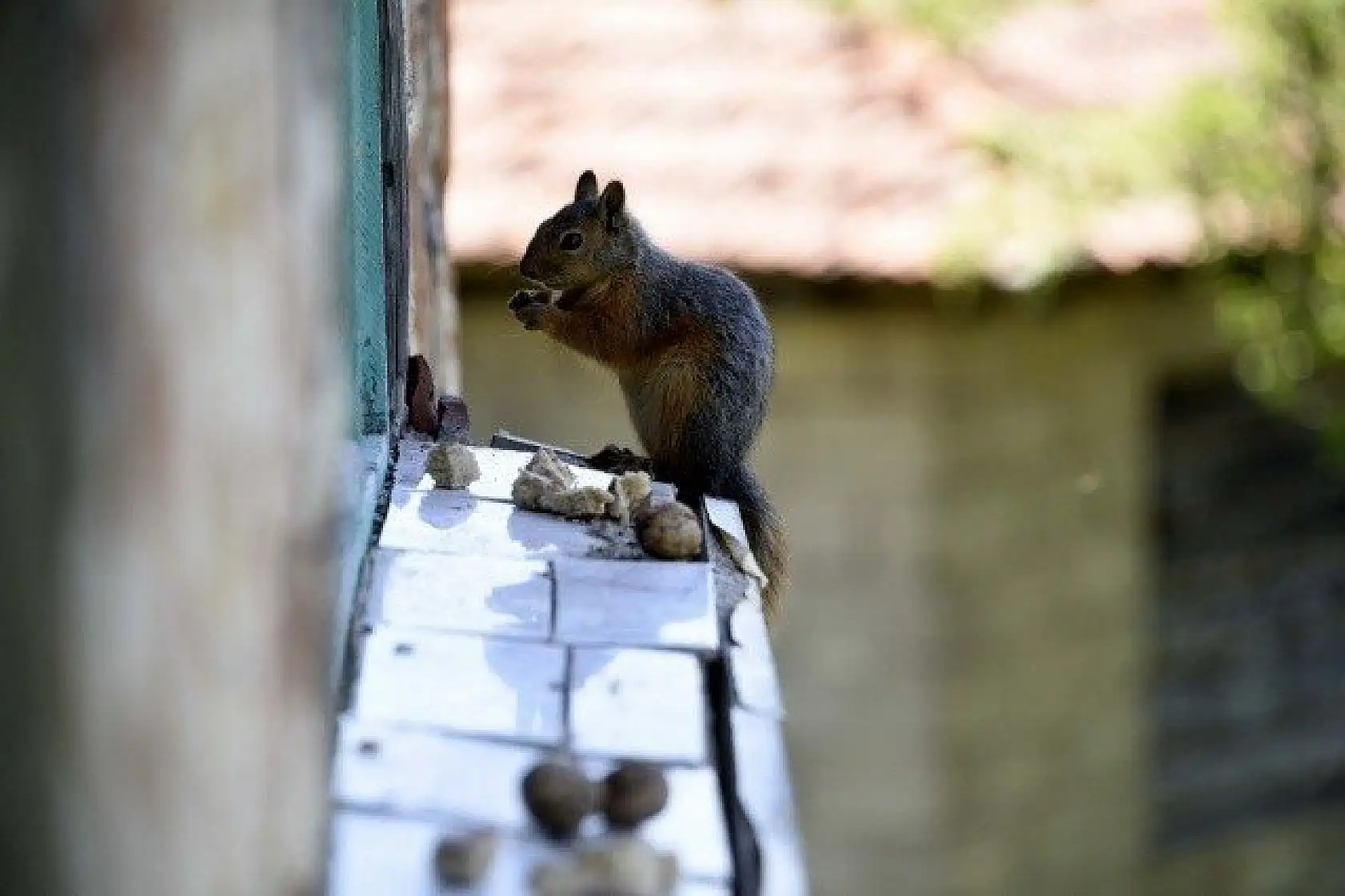 &quotKüçük sevimli misafirleri" evinin penceresinde ağırlıyor
