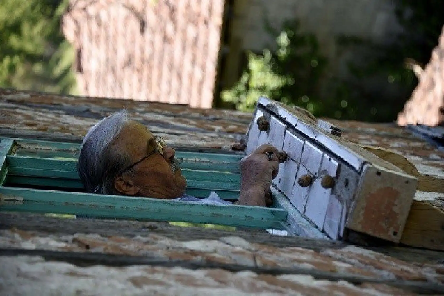 &quotKüçük sevimli misafirleri" evinin penceresinde ağırlıyor