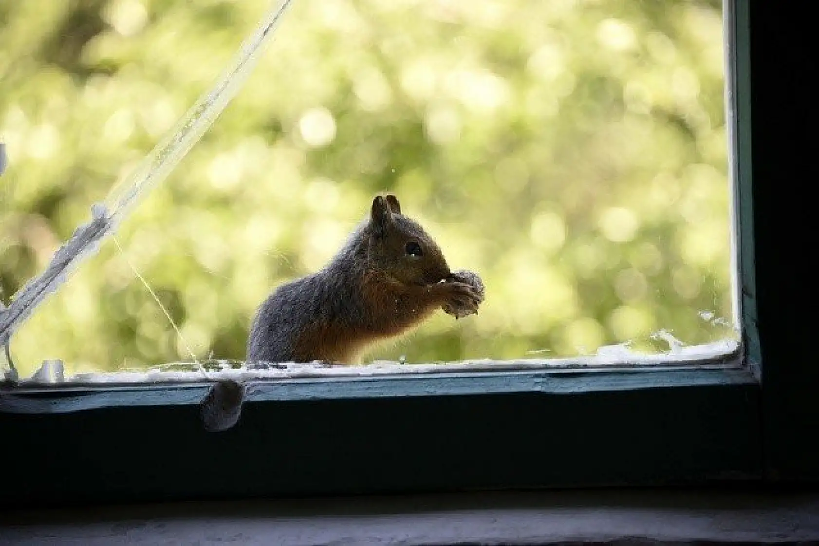 &quotKüçük sevimli misafirleri" evinin penceresinde ağırlıyor