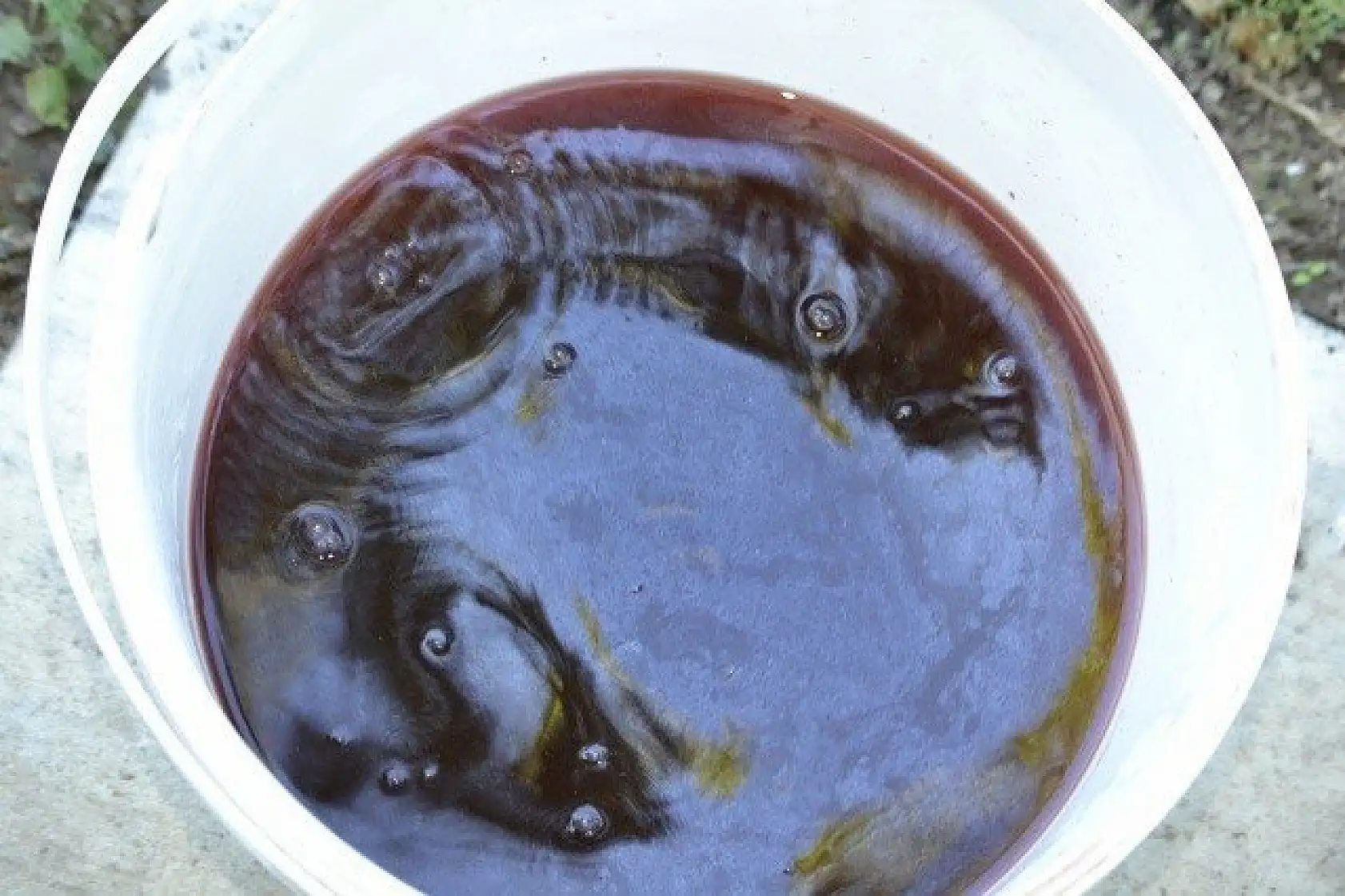 Çam kozalağından üretilen pekmez ilgi görüyor