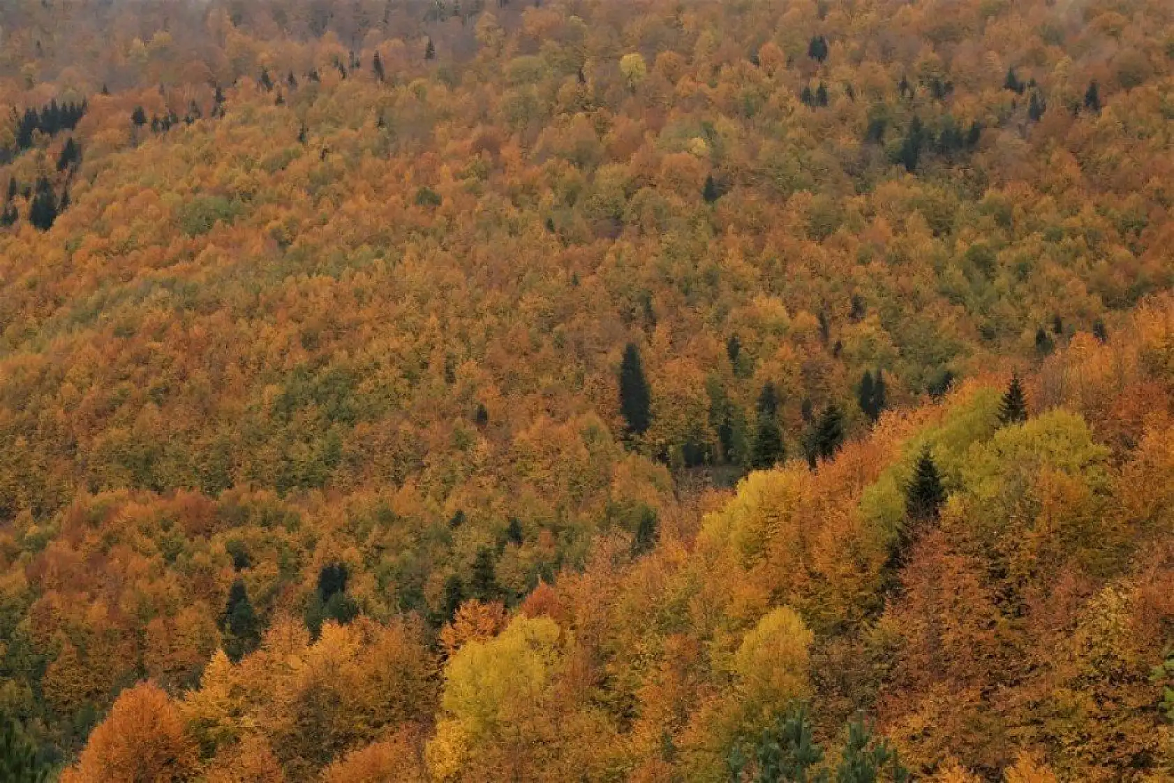 Küre Dağları'nın bir yanı sonbahar bir yanı kış