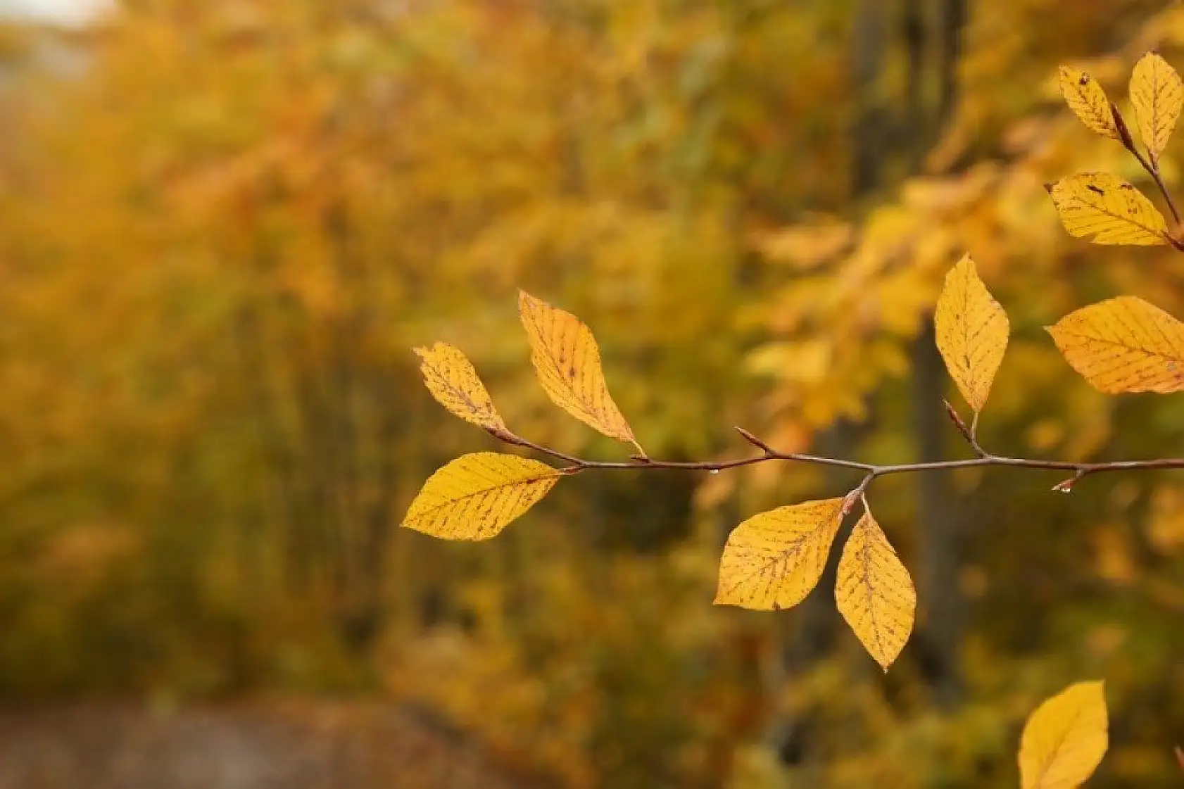 Küre Dağları'nın bir yanı sonbahar bir yanı kış