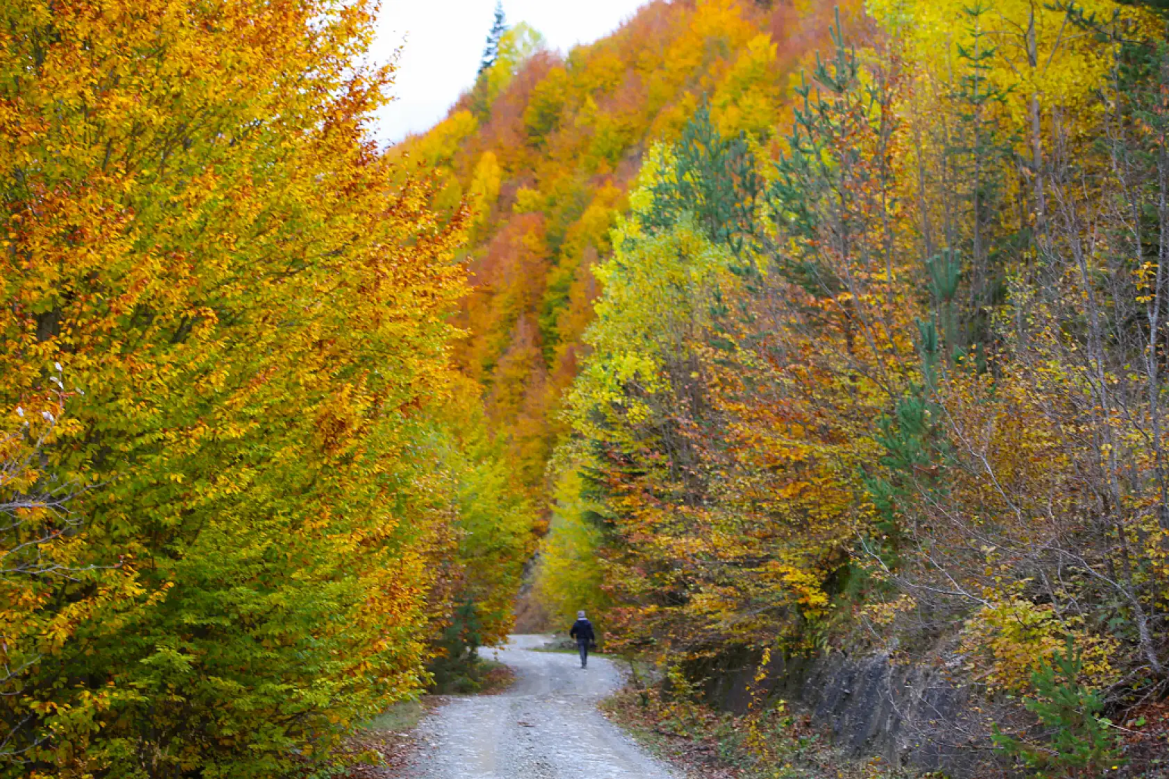 Ilgaz Dağı'nda farklı renk tonları