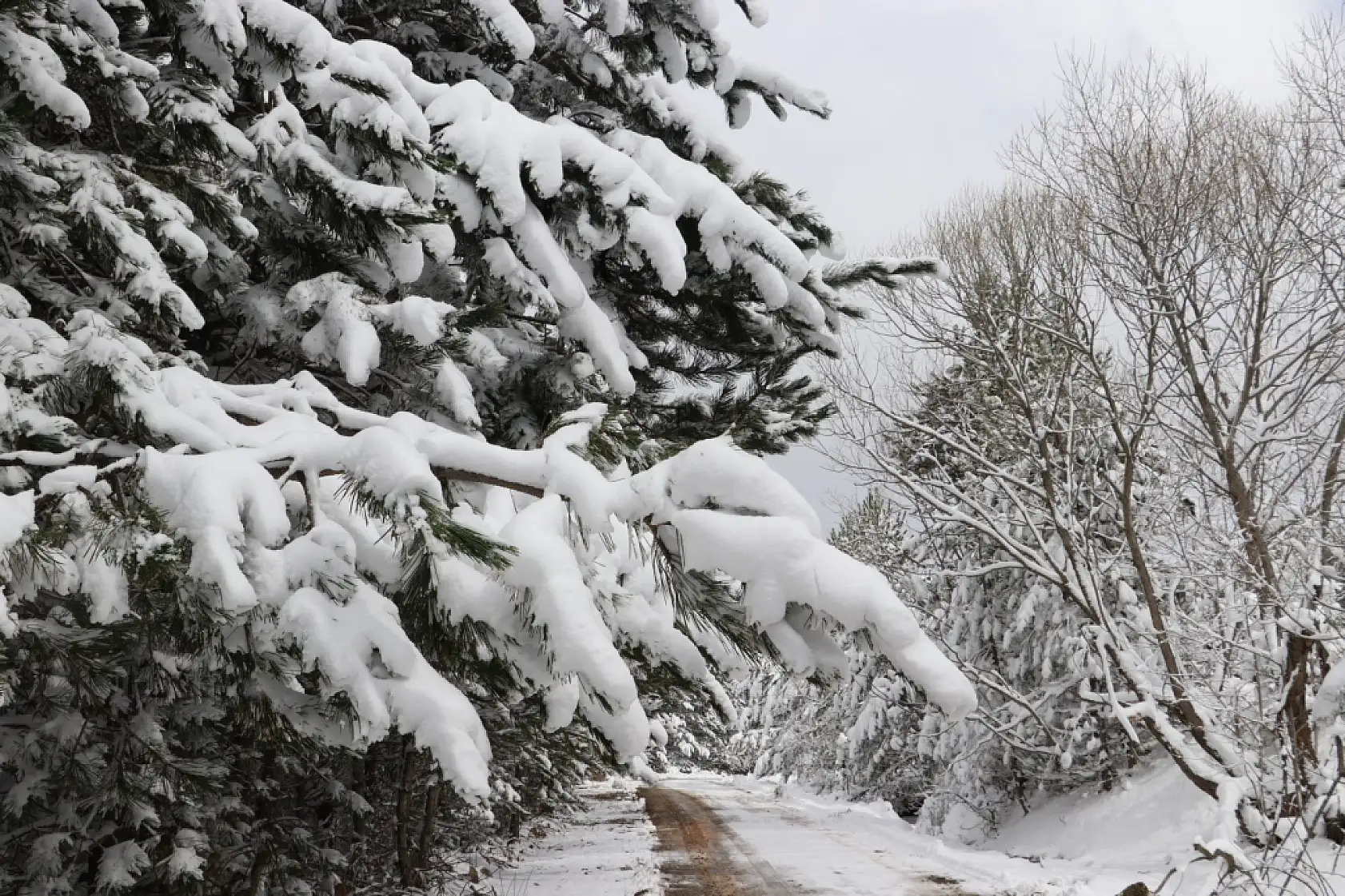 Karla kaplı ormanlar havadan görüntülendi