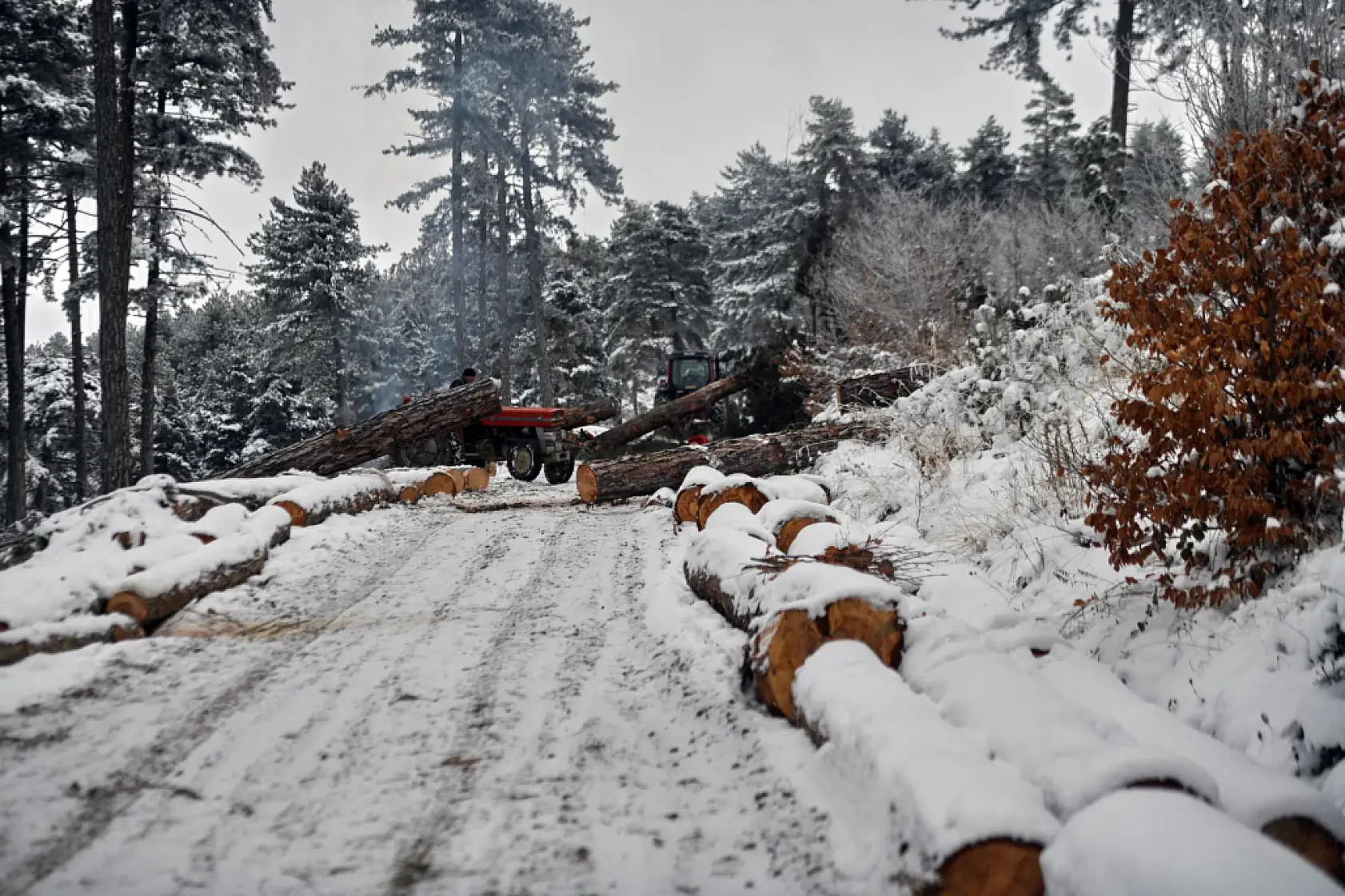 Zorlu şartlarda ekmeklerini ormandan çıkarıyorlar