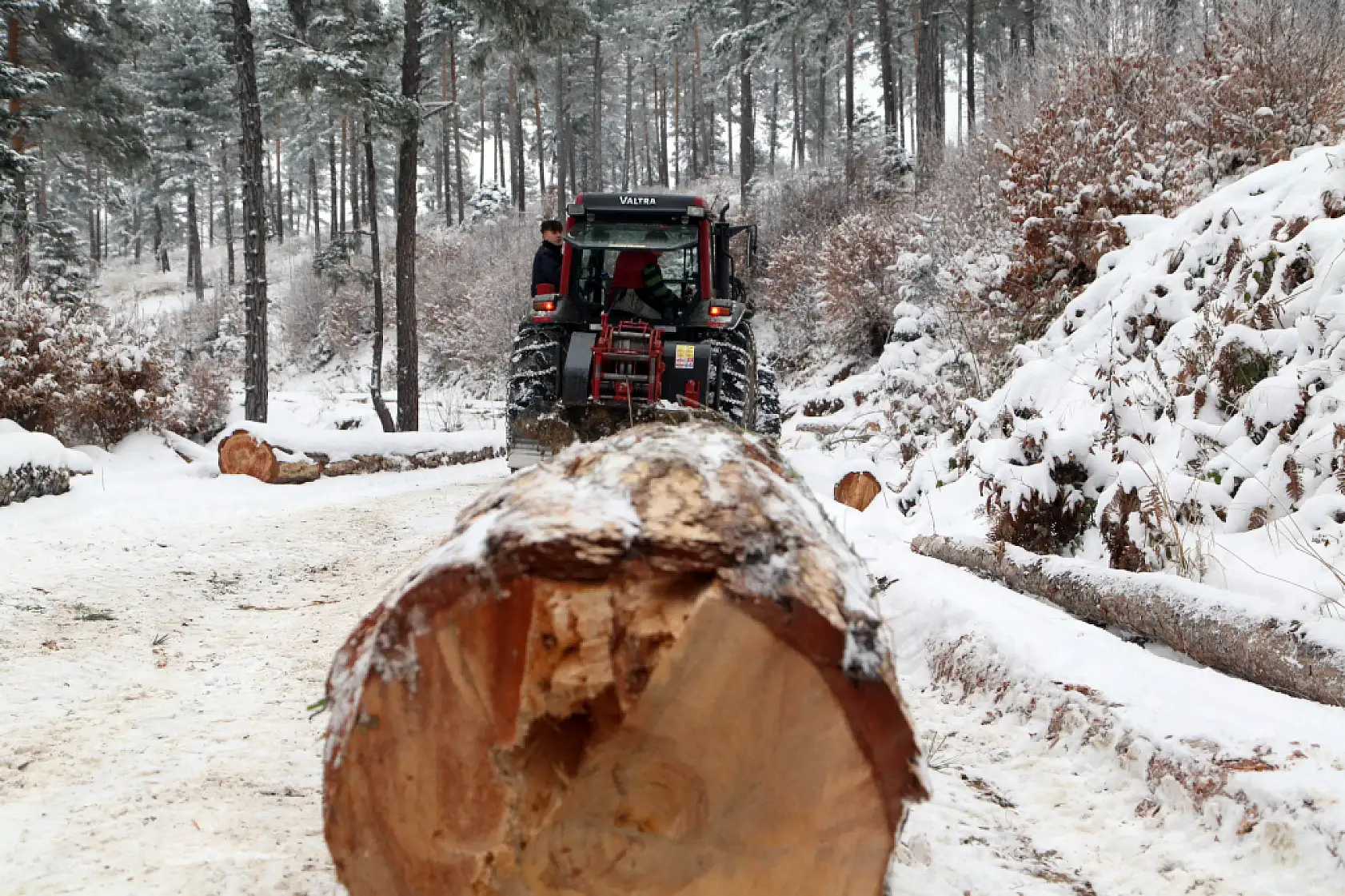 Zorlu şartlarda ekmeklerini ormandan çıkarıyorlar