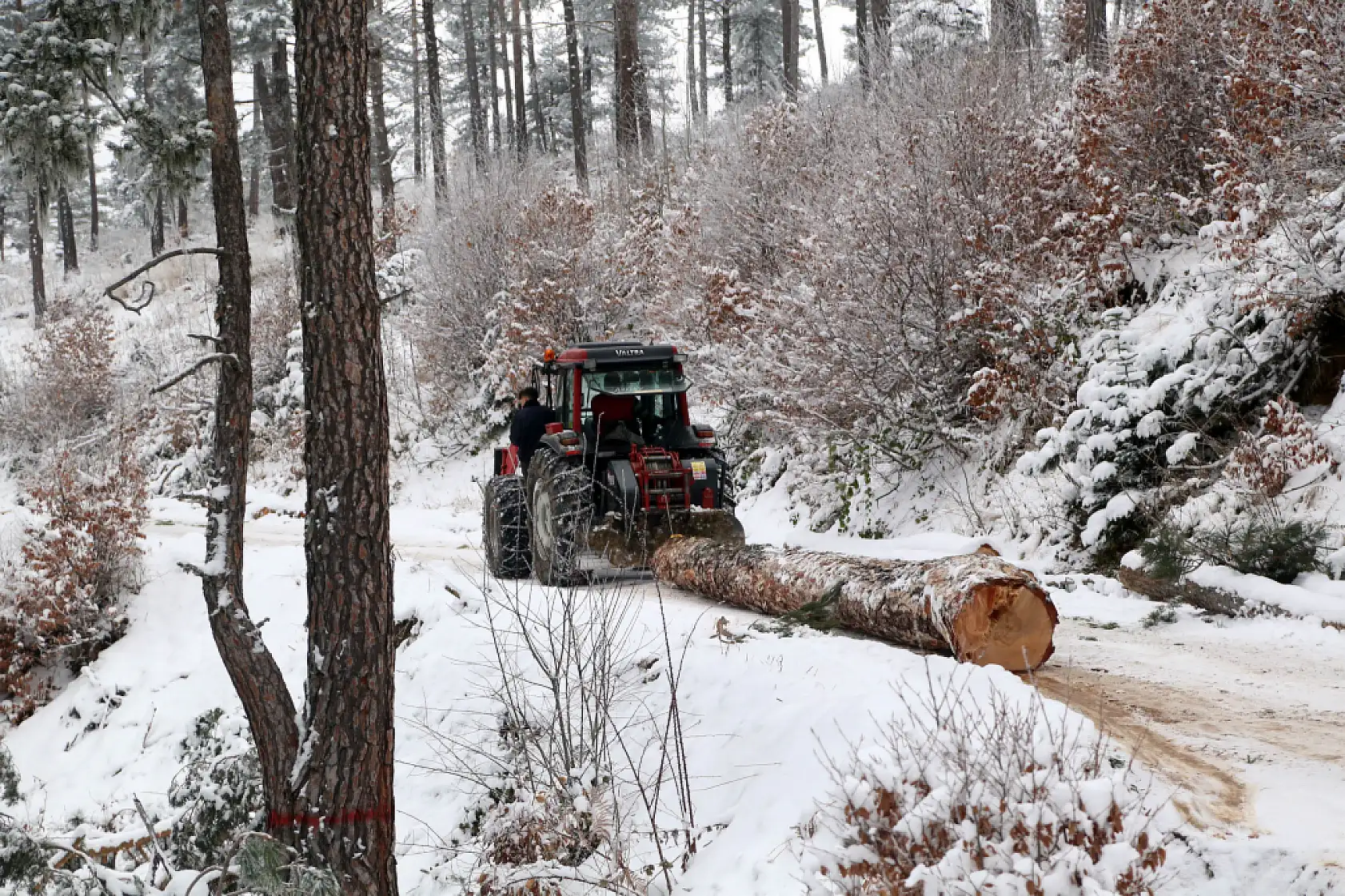 Zorlu şartlarda ekmeklerini ormandan çıkarıyorlar