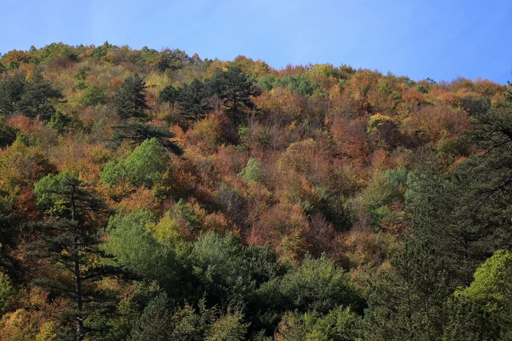 Ilgaz Dağı'nda sonbahar renkleri