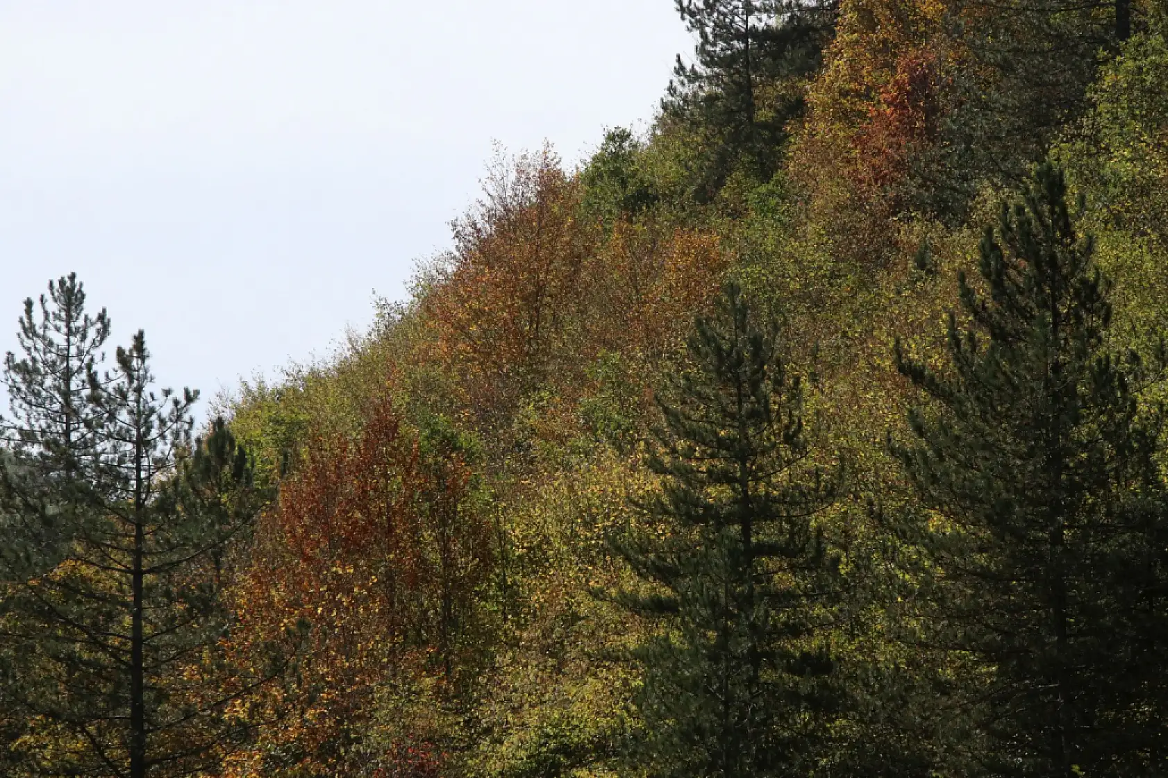 Ilgaz Dağı'nda sonbahar renkleri