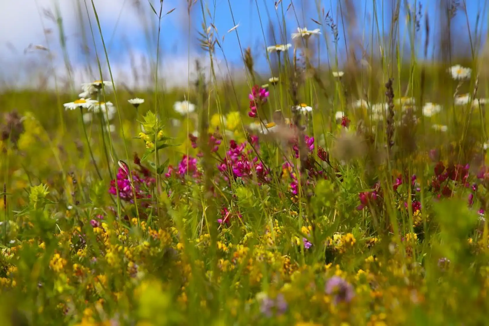 Ilgaz Dağı ağustosta ilkbaharı yaşıyor