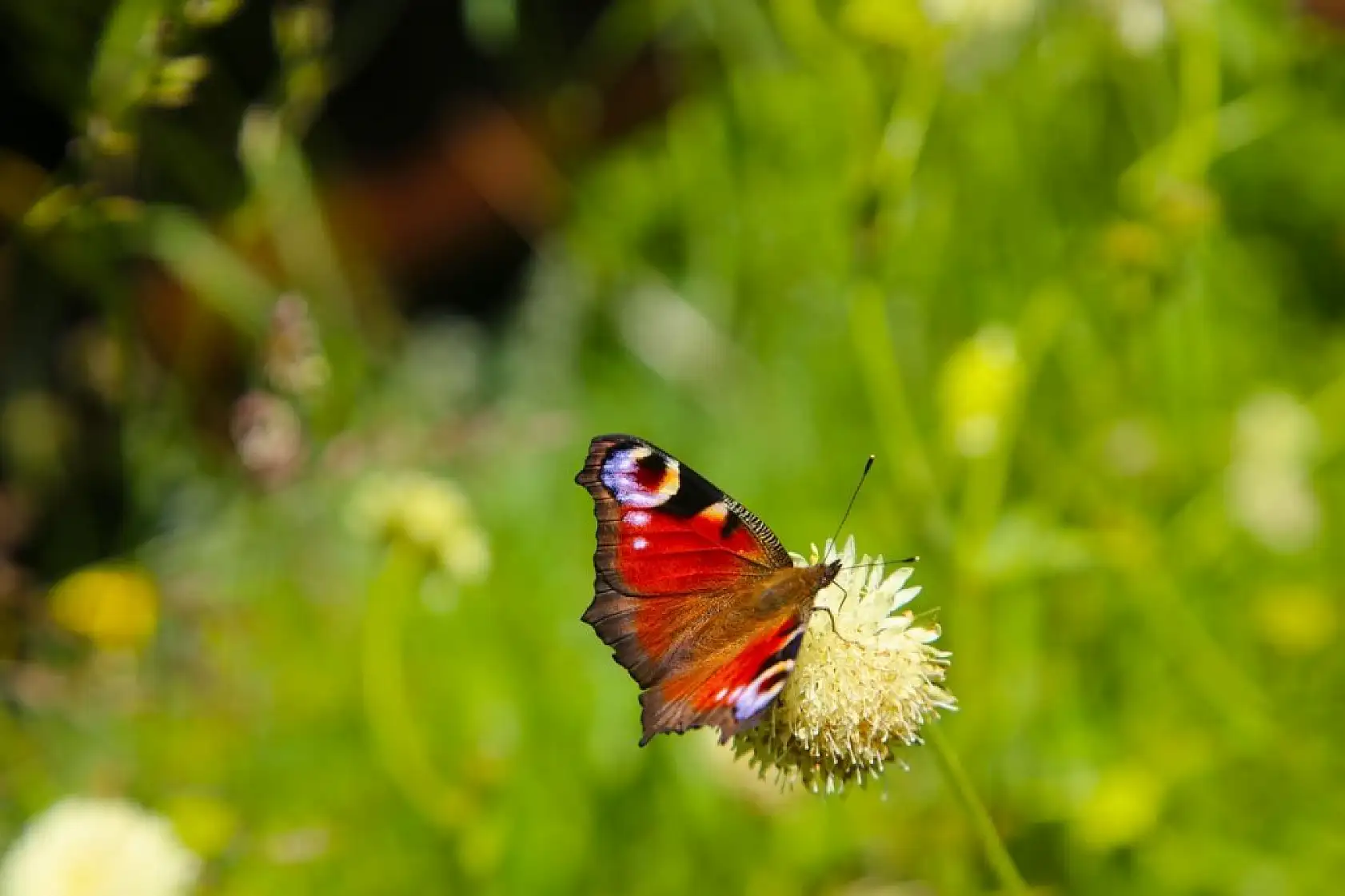 Ilgaz Dağı ağustosta ilkbaharı yaşıyor