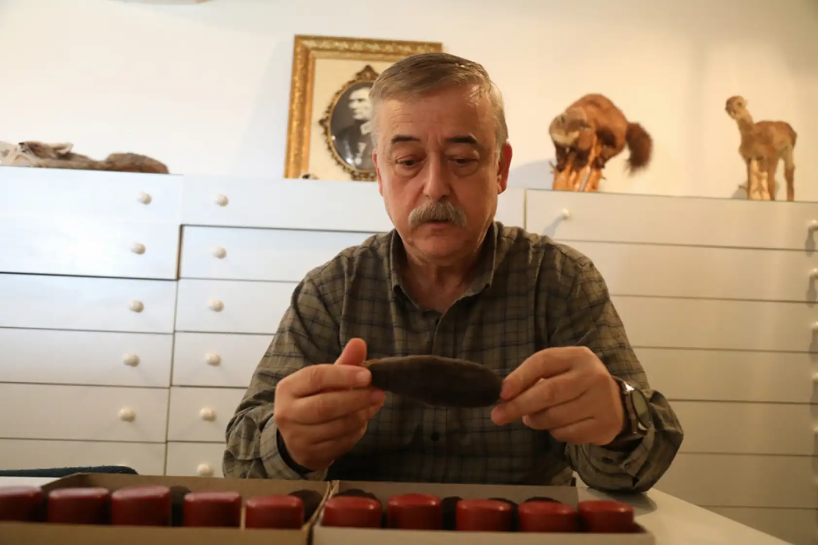 Yeni köstebek alt türü belirlendi