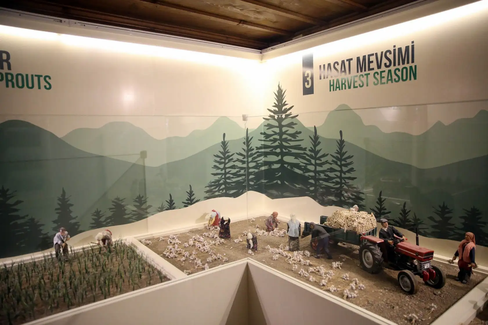 Sarımsak serüveni anlatılıyor