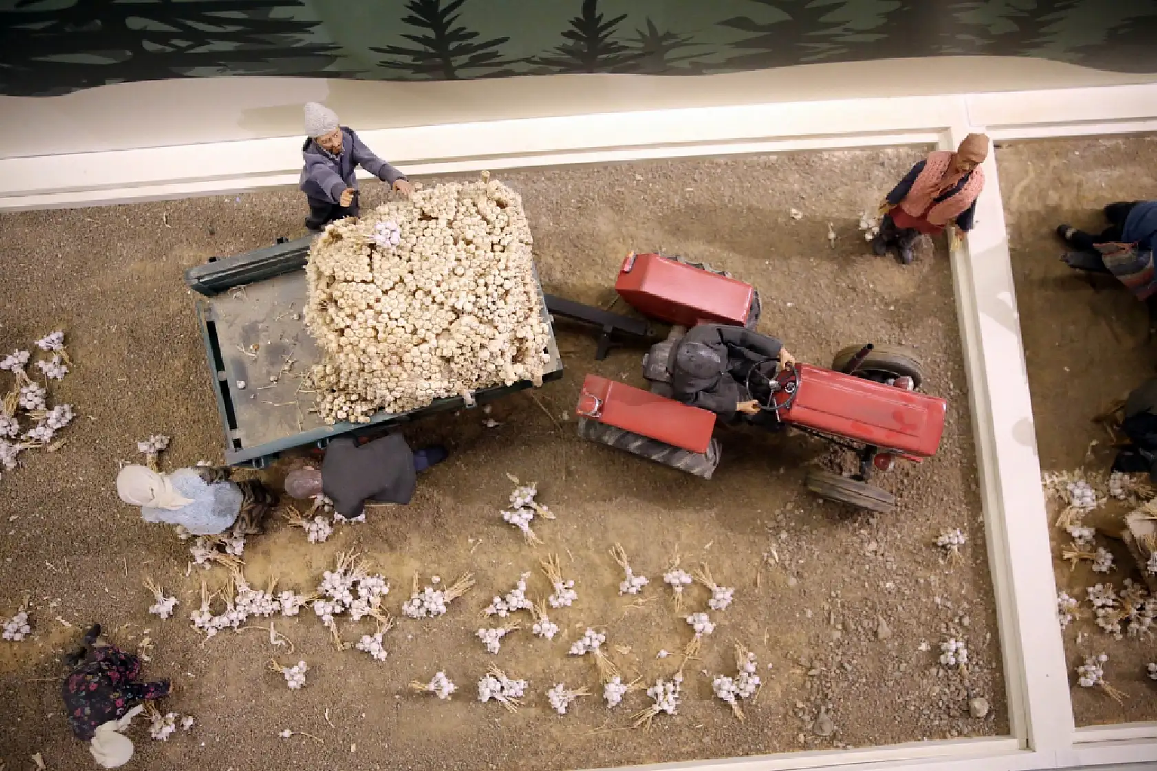 Sarımsak serüveni anlatılıyor