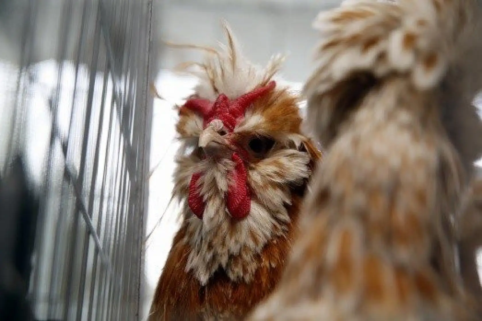 Horoz-tavuk çifti için müzayedede 30 bin 461 lira